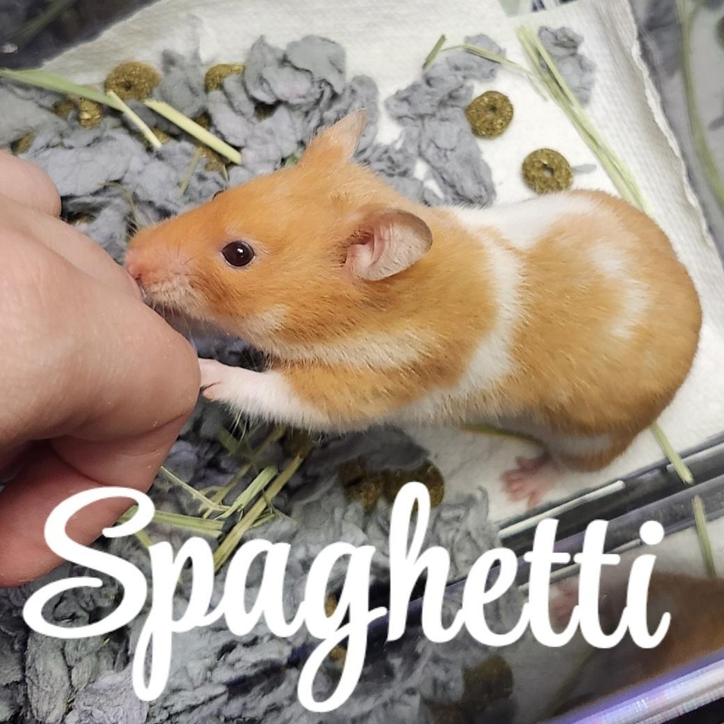 Spaghetti, ADOPTABLE, Adult Female Hamster.