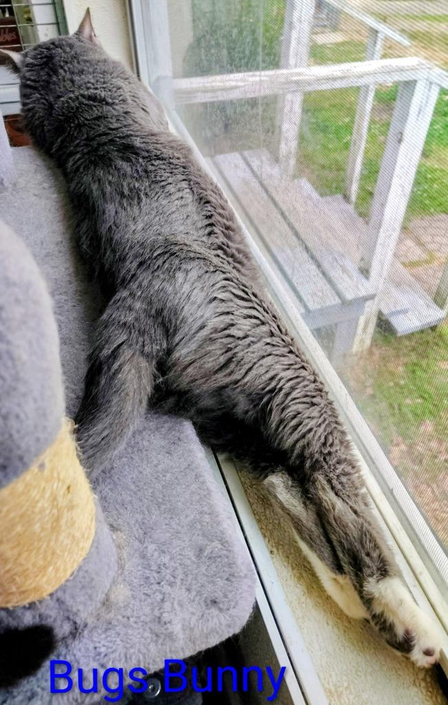 Enlarge Bugs Bunny, a Adoptable mixed breed in Mena, AR image 2/3