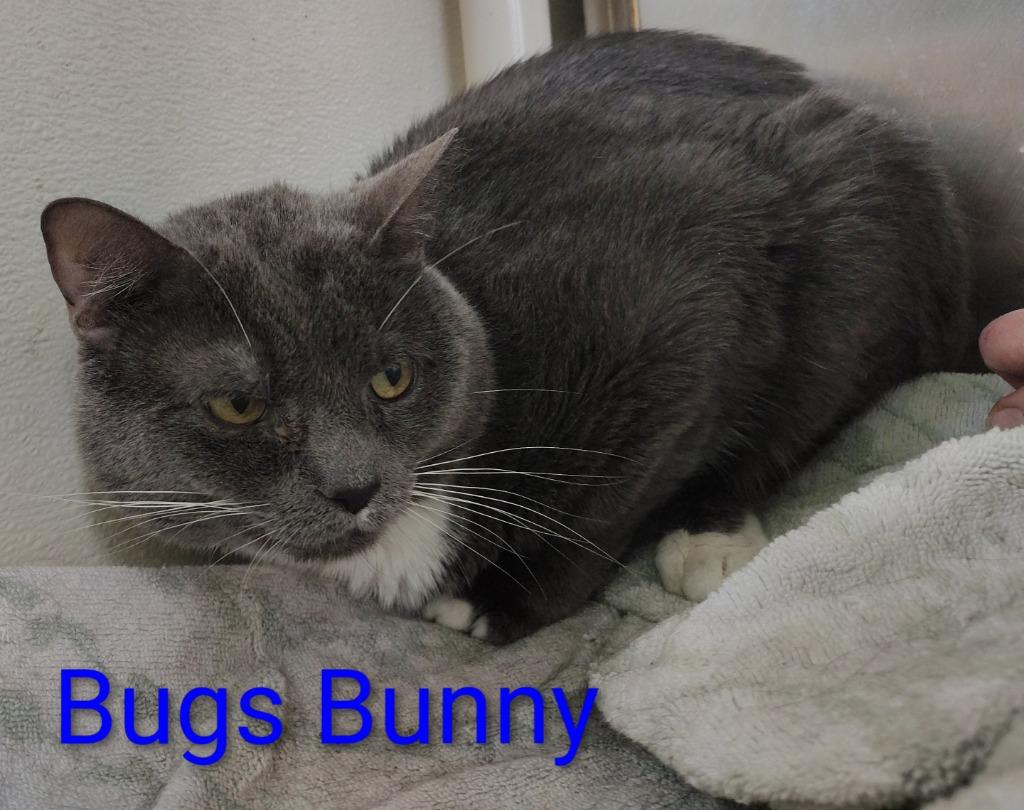 Enlarge Bugs Bunny, a Adoptable mixed breed in Mena, AR image 1/2