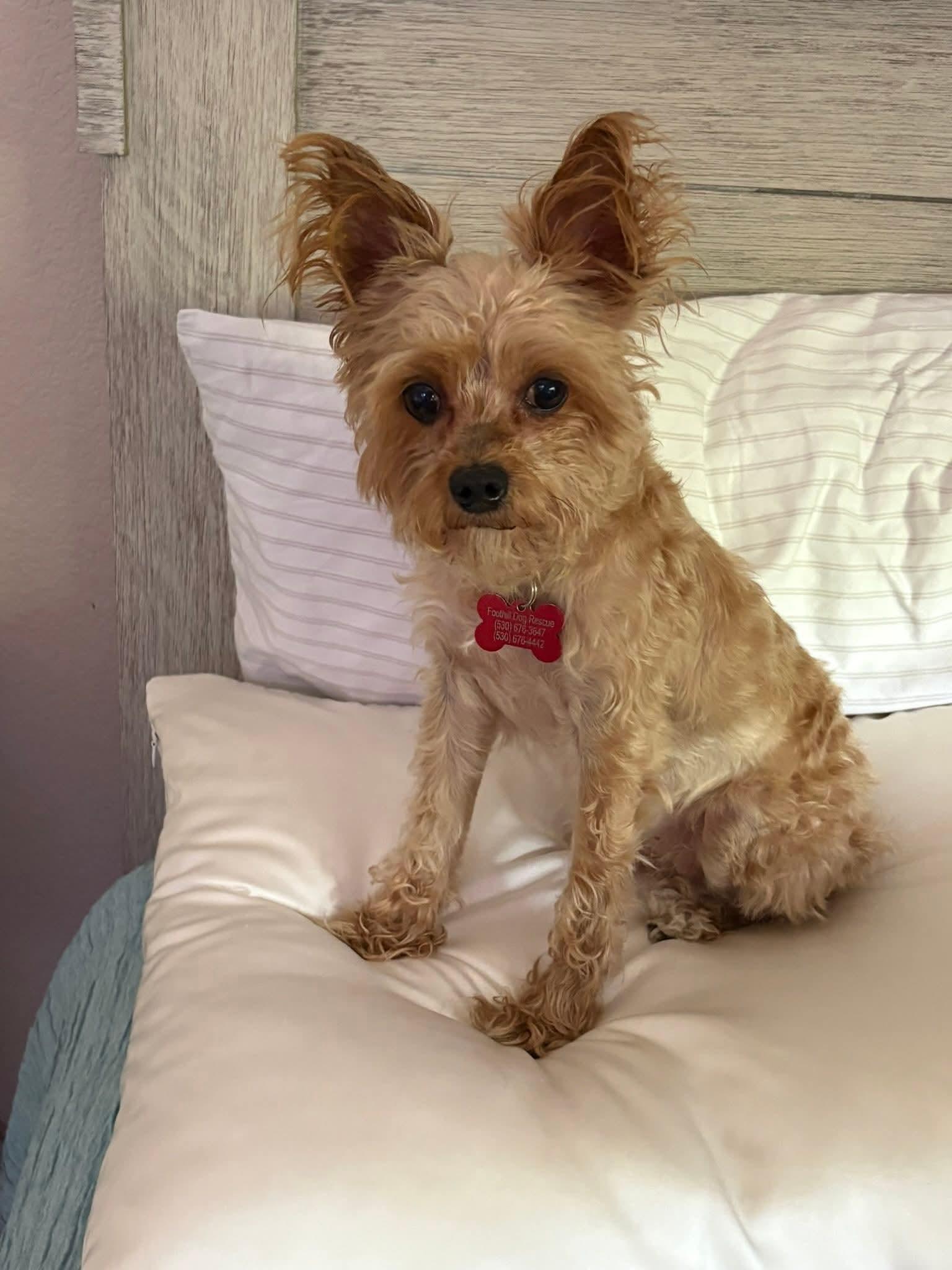 26Hollie, ADOPTABLE, Senior Female Yorkshire Terrier & Maltese.