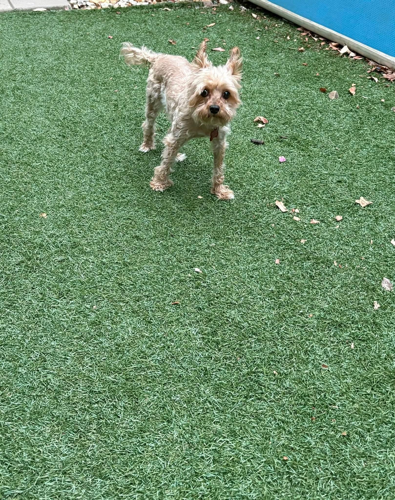 Enlarge 26Hollie, a ADOPTABLE mixed breed in Shingle Springs, CA image 4/4