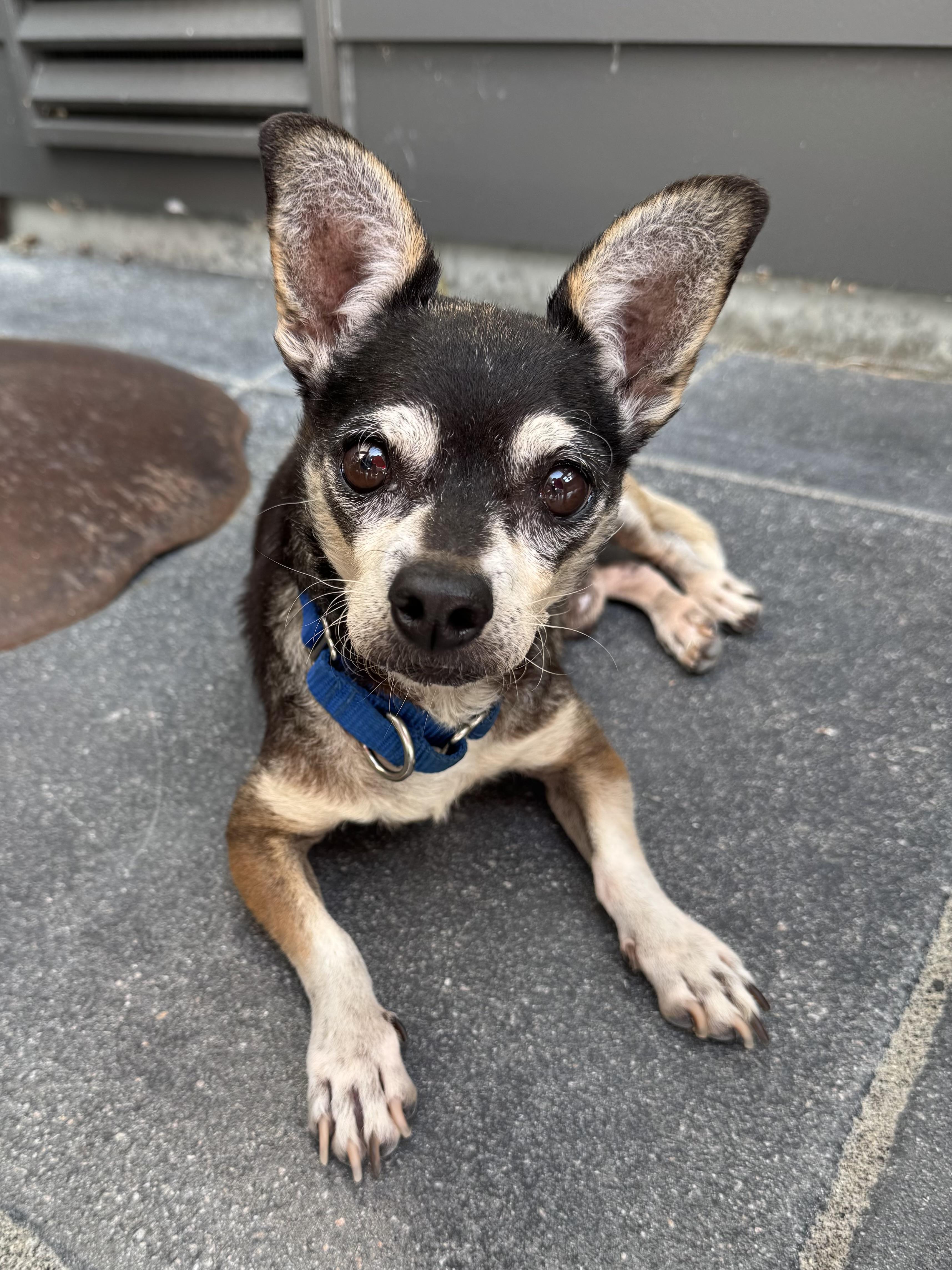 Enlarge Mitch, an adoption pending mixed breed in Silvana, WA image 1/3