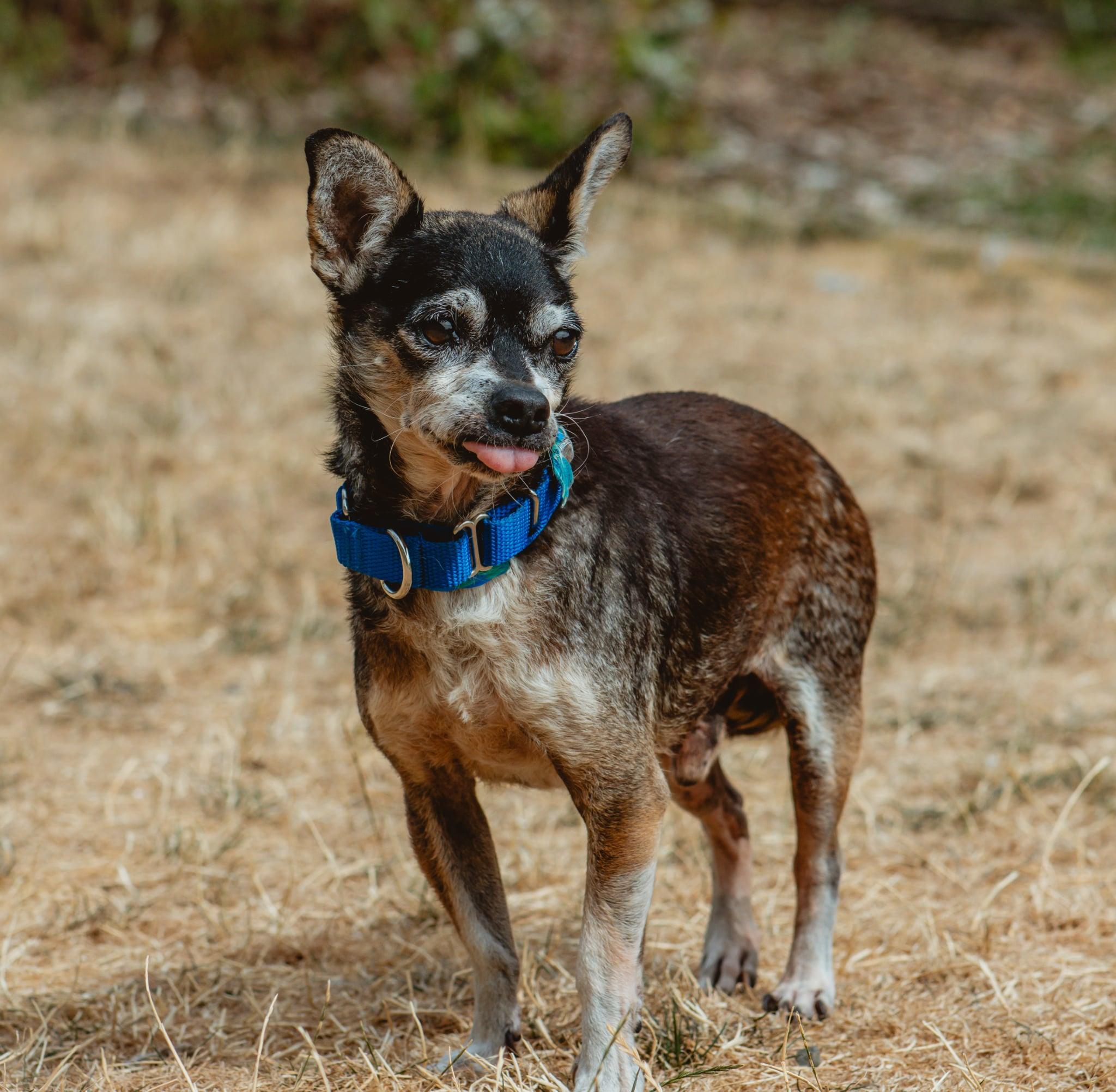 Enlarge Mitch, an adoption pending mixed breed in Silvana, WA image 3/3
