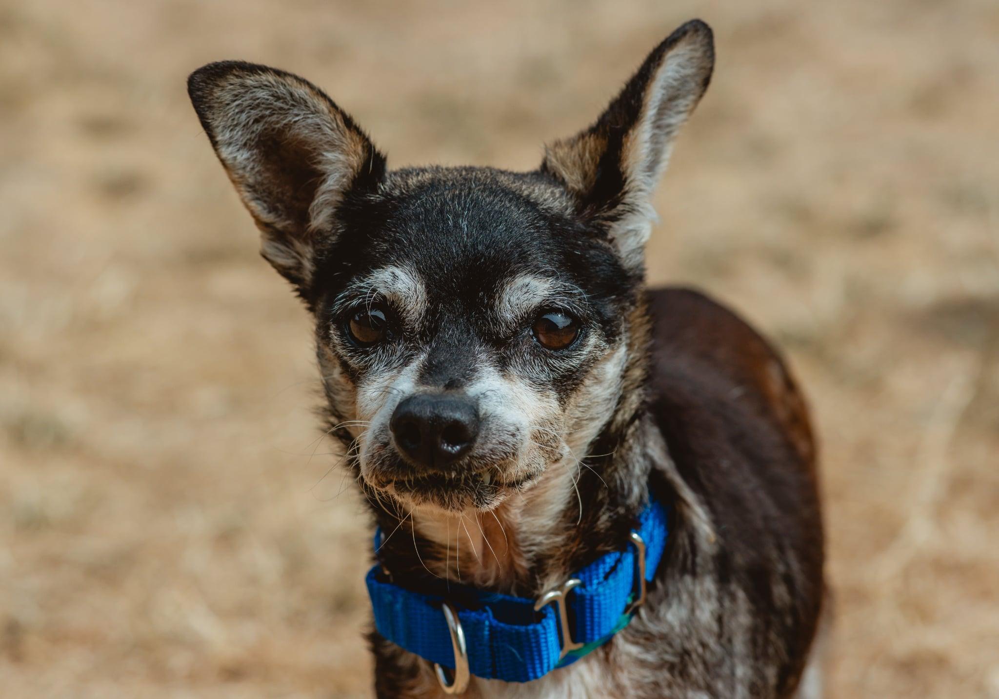 Enlarge Mitch, an adoption pending mixed breed in Silvana, WA image 2/3