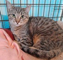 Dennis, Adopted, Young Male Domestic Short Hair.