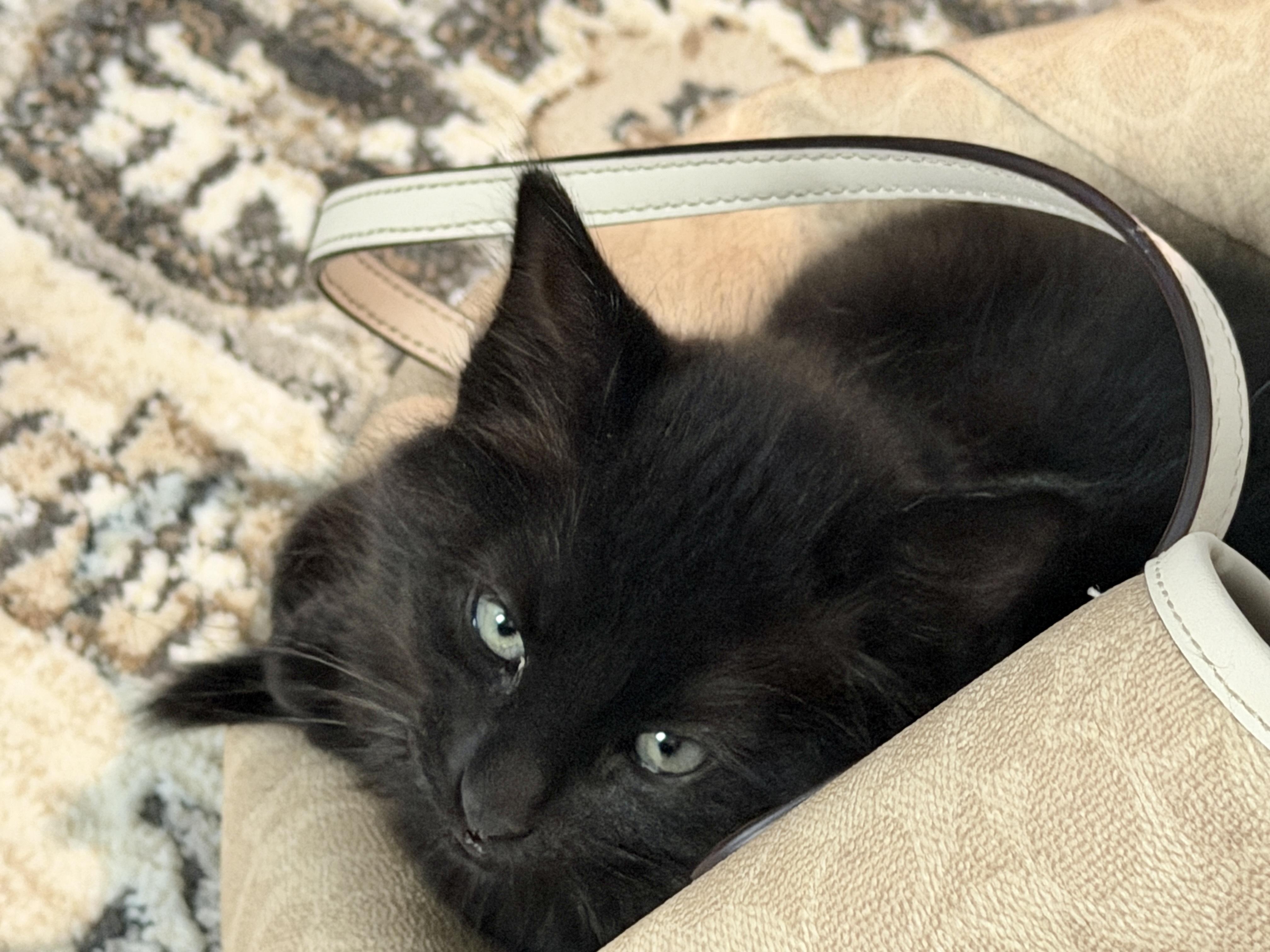 Enlarge Onyx, a Adoptable Domestic Medium Hair in Gilroy, CA image 2/3