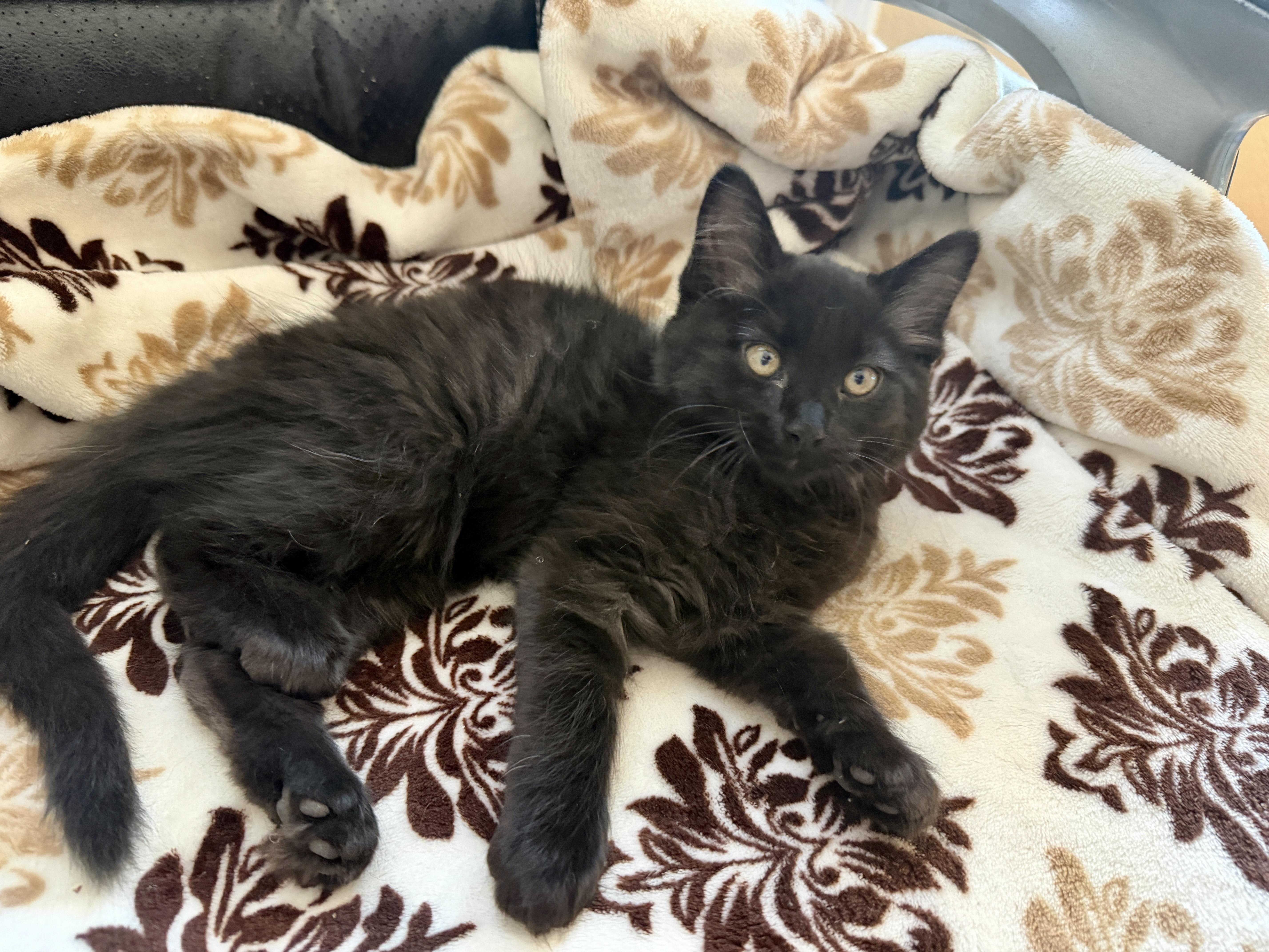 Onyx, Adoptable, Kitten Male Domestic Medium Hair.