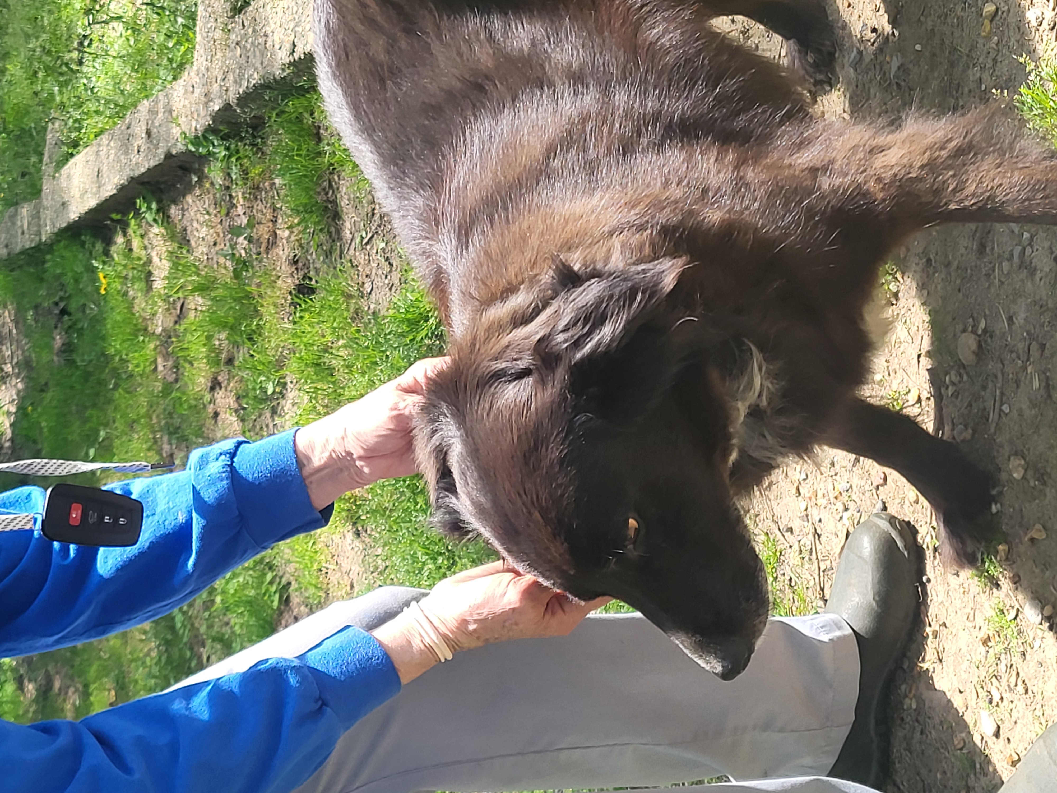 Lilly, Senior Female Flat-Coated Retriever