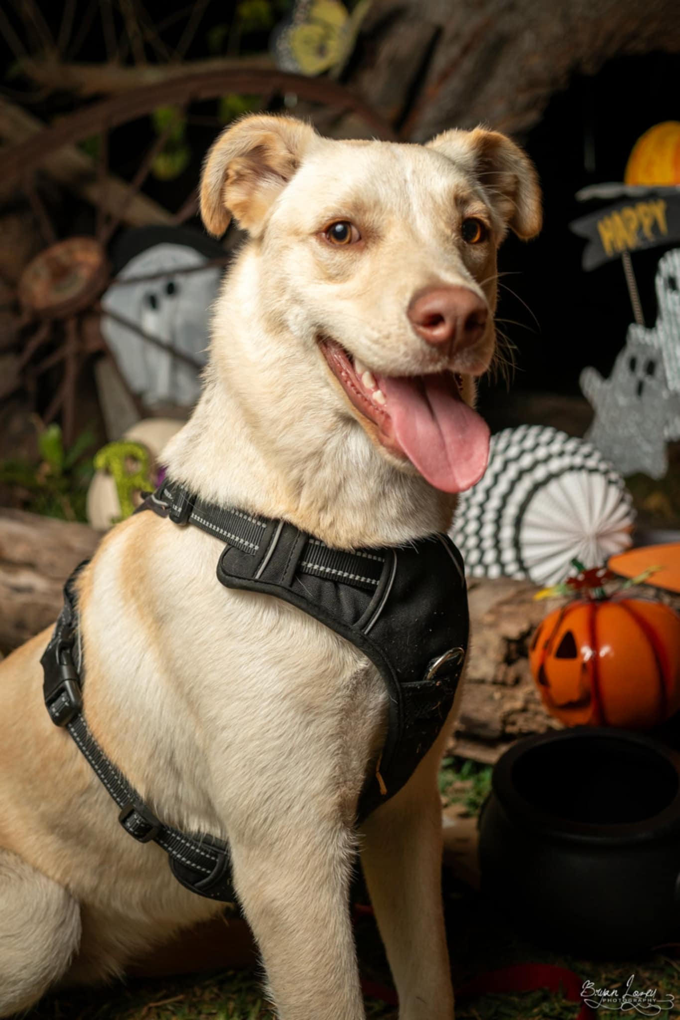 POLAR BEAR, a Adoptable mixed breed in Dallas, TX image 1/5