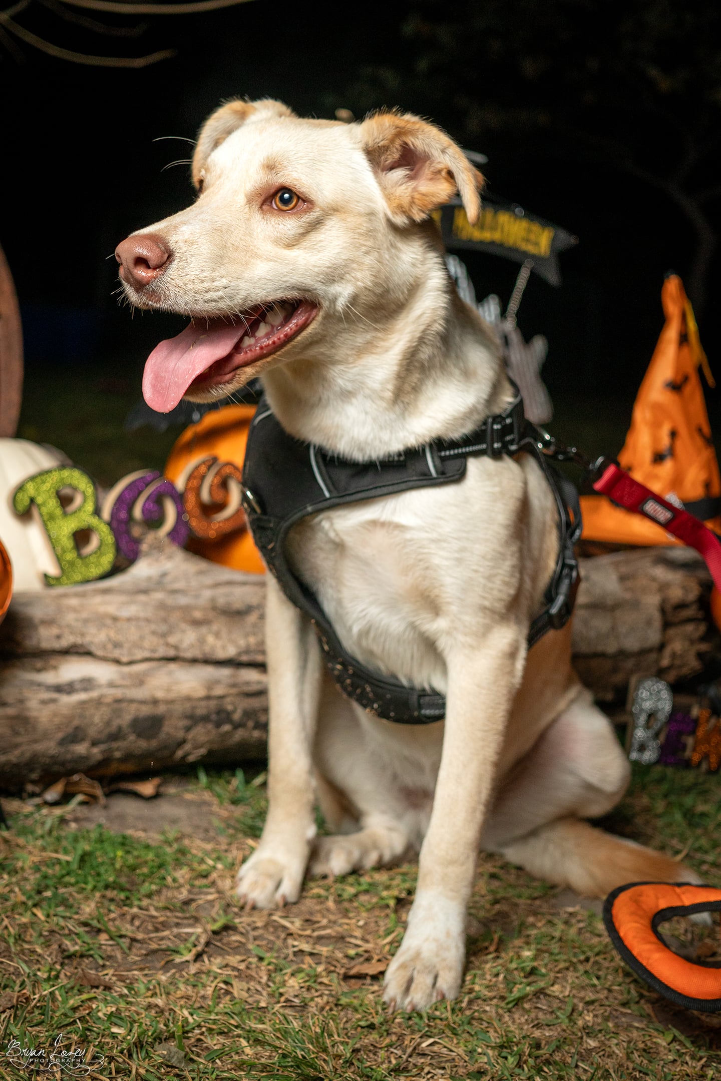 POLAR BEAR, a Adoptable mixed breed in Dallas, TX image 2/5