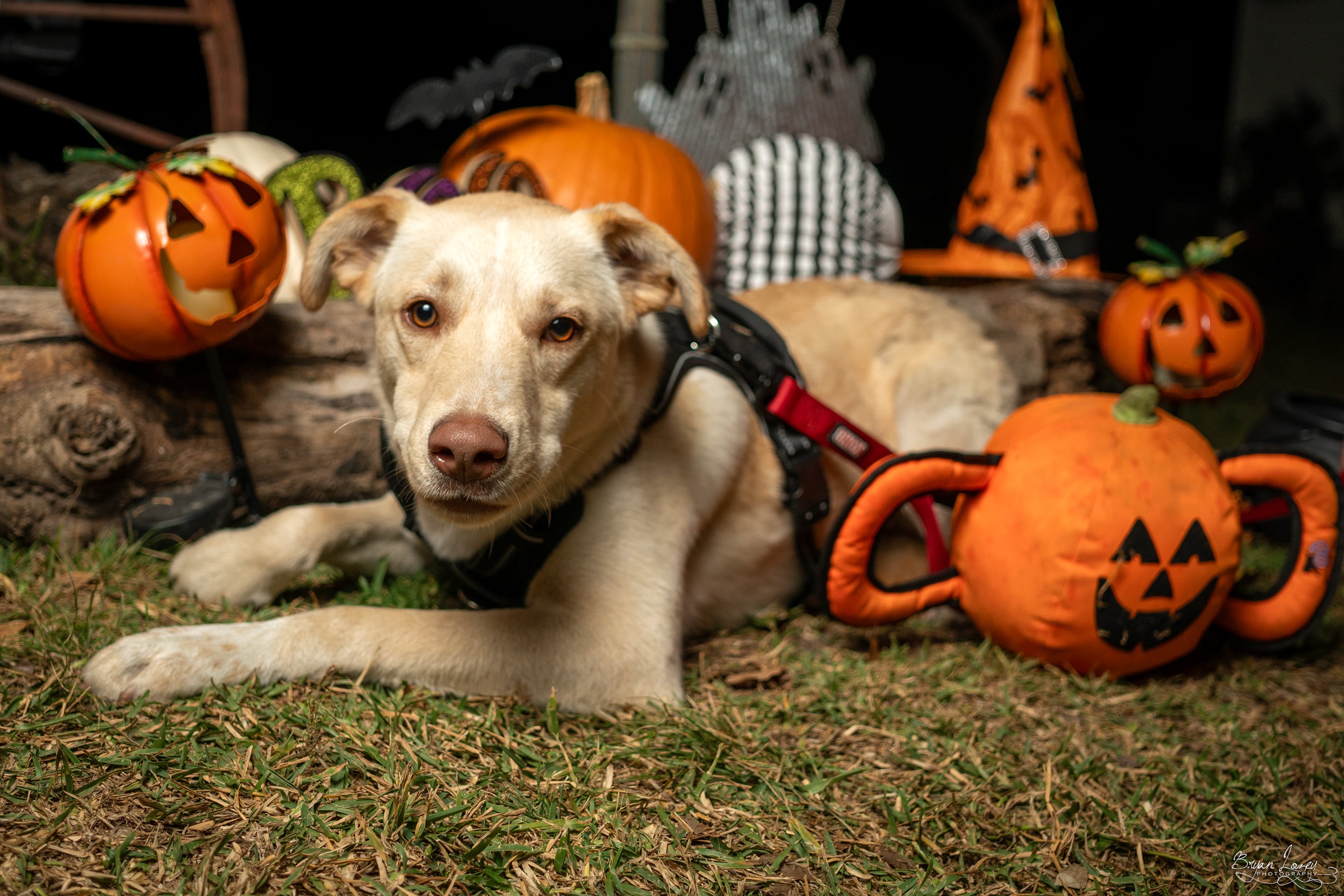 POLAR BEAR, a Adoptable mixed breed in Dallas, TX image 3/5