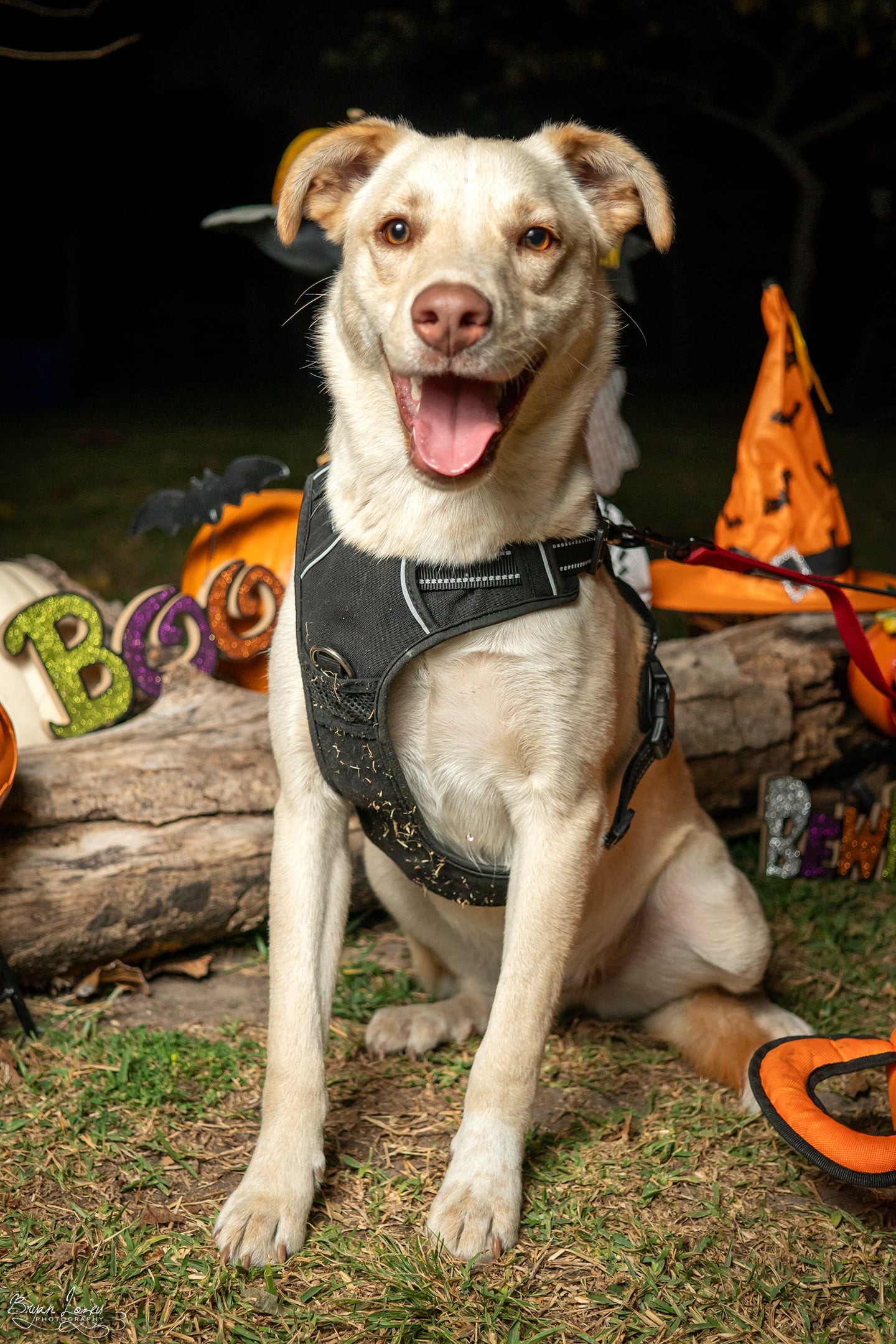 POLAR BEAR, a Adoptable mixed breed in Dallas, TX image 4/5
