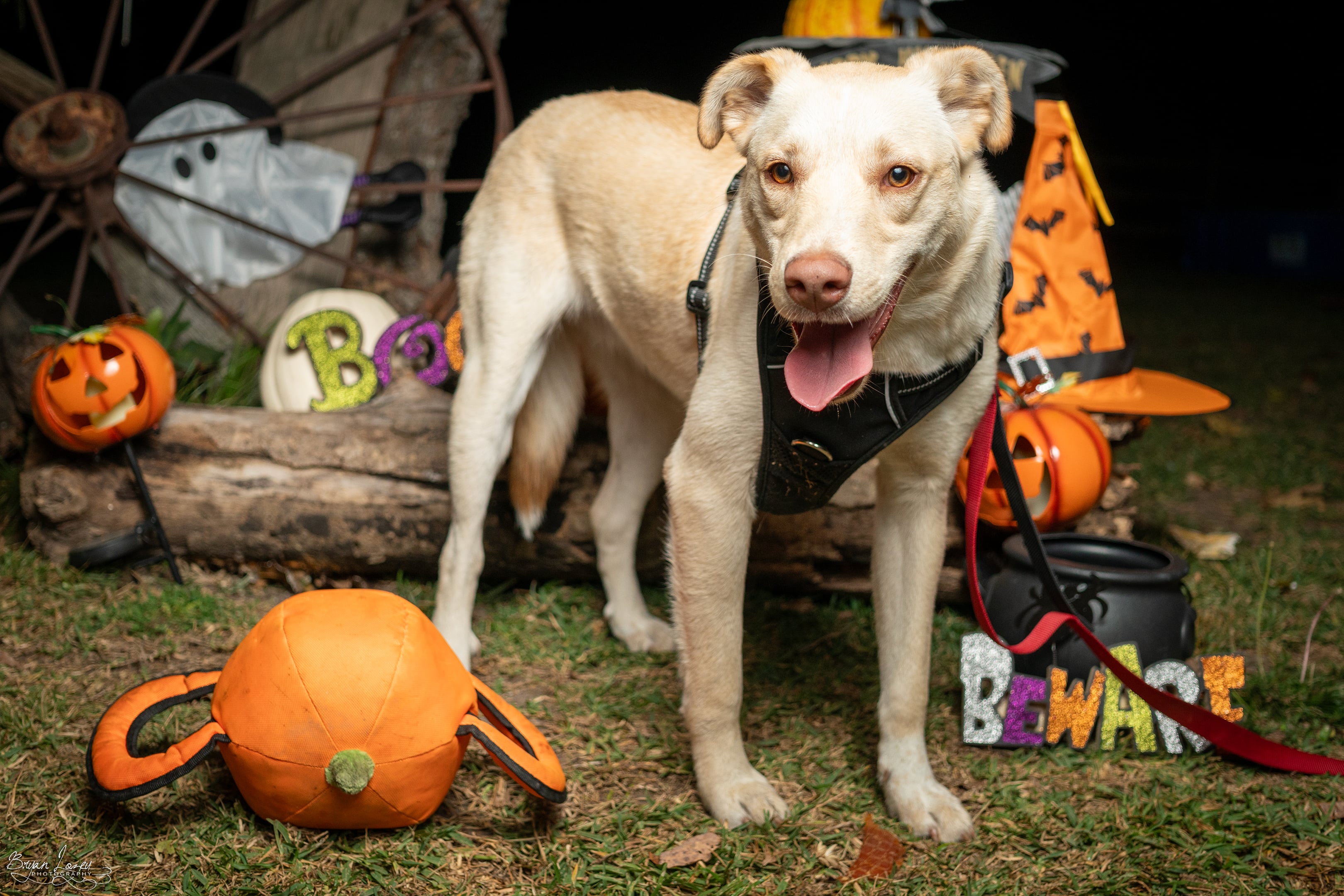 POLAR BEAR, a Adoptable mixed breed in Dallas, TX image 5/5