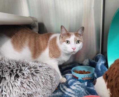 Enlarge Maple, a ADOPTABLE Domestic Short Hair in Whitby, ON image 1/1