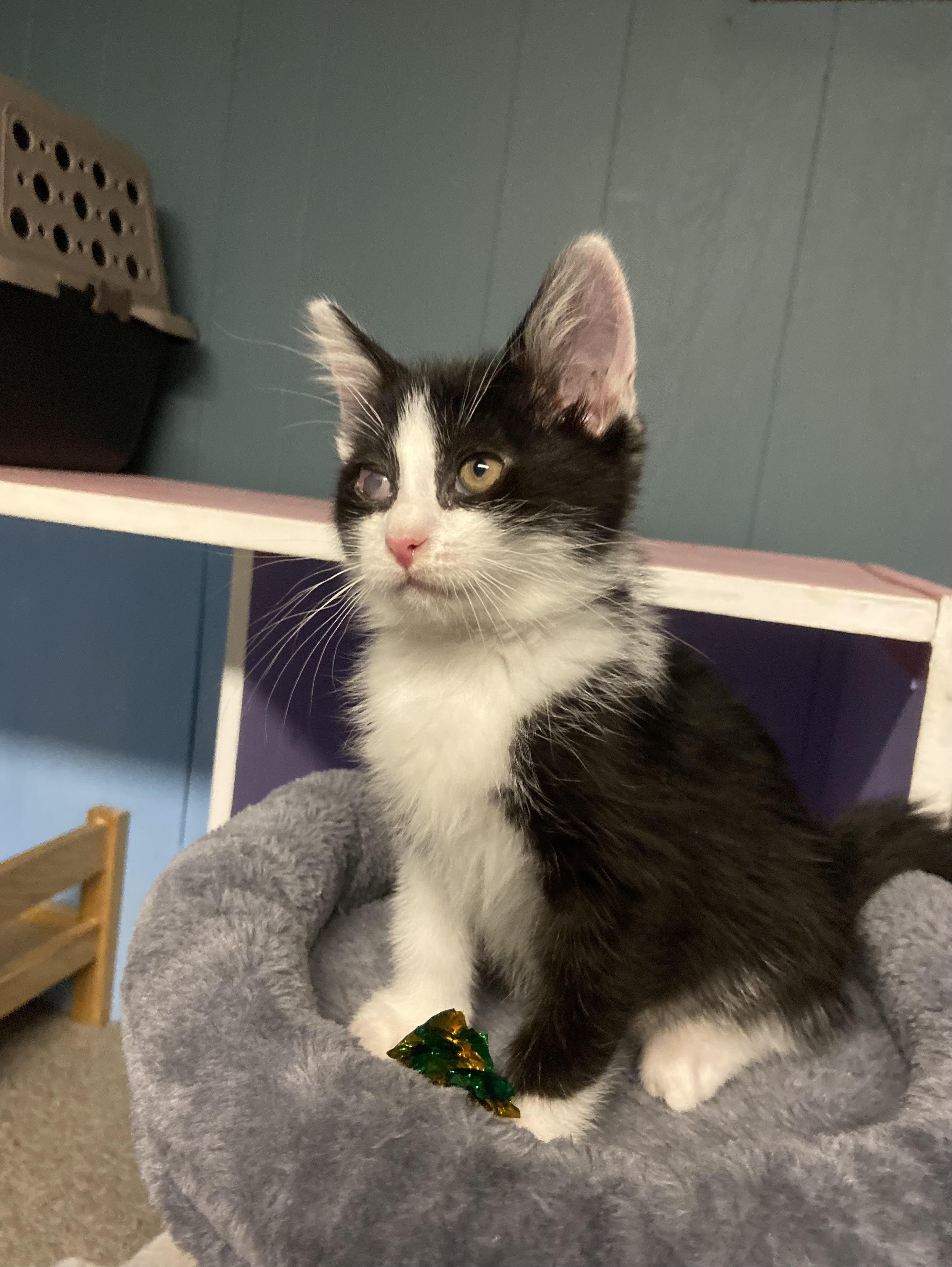 Groot, Adoptable, Kitten Male Domestic Short Hair.