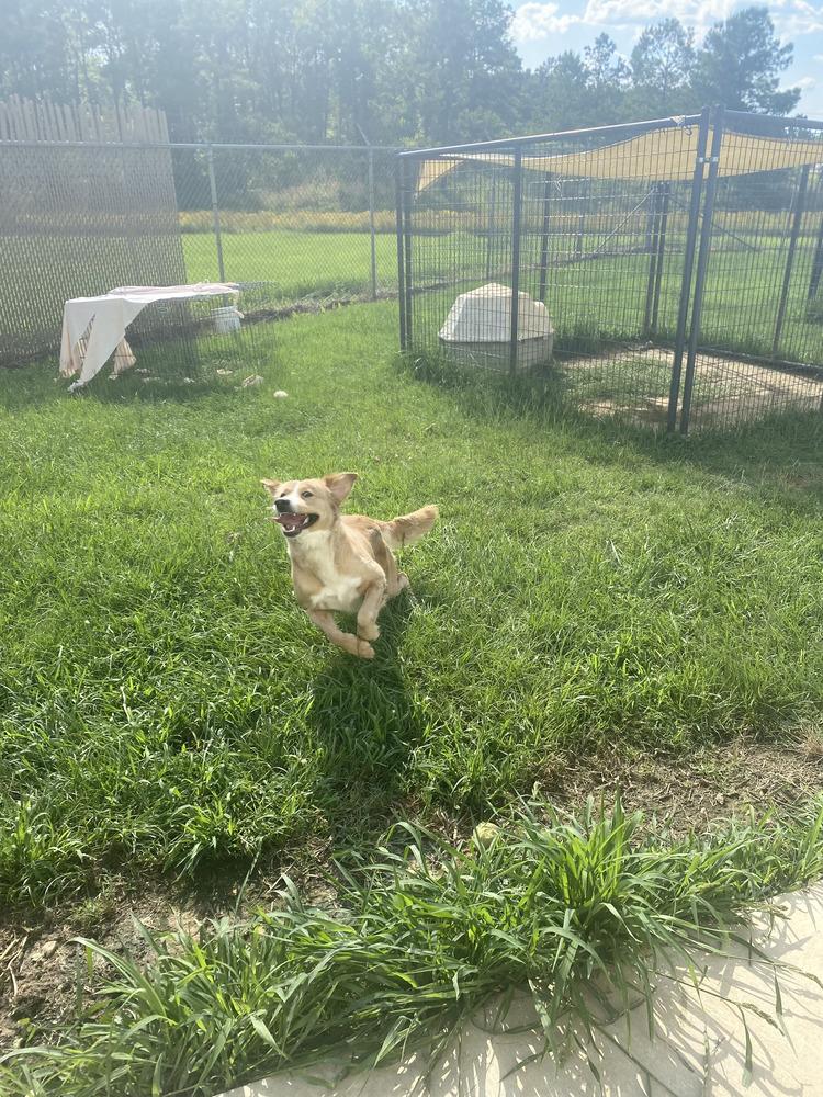 Blondie, Adopted, Adult Female Labrador Retriever.