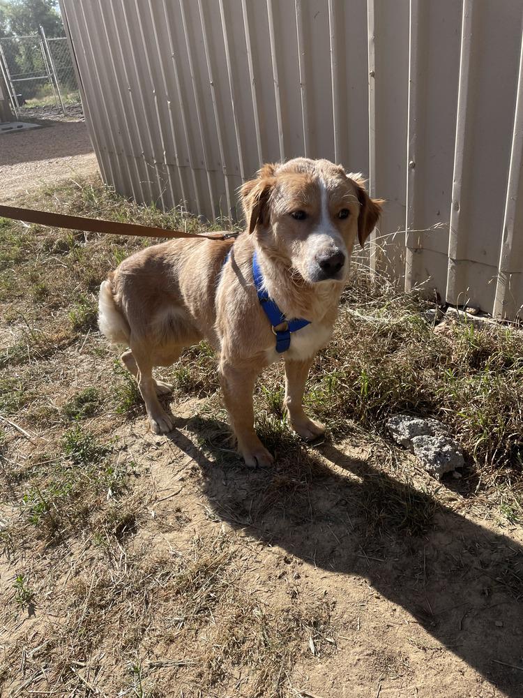 Enlarge Blondie, a Adopted mixed breed in Crystal Springs, MS image 2/6