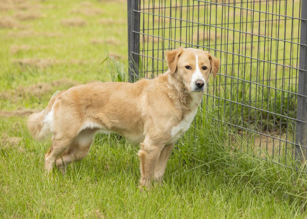 Enlarge Blondie, a Adopted mixed breed in Crystal Springs, MS image 3/6