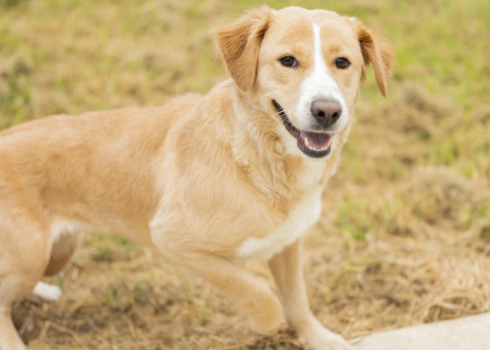 Enlarge Blondie, a Adopted mixed breed in Crystal Springs, MS image 4/6