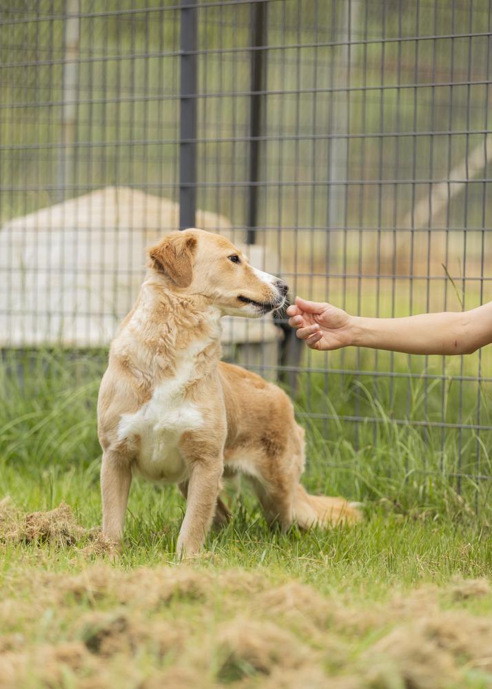 Enlarge Blondie, a Adopted mixed breed in Crystal Springs, MS image 5/6