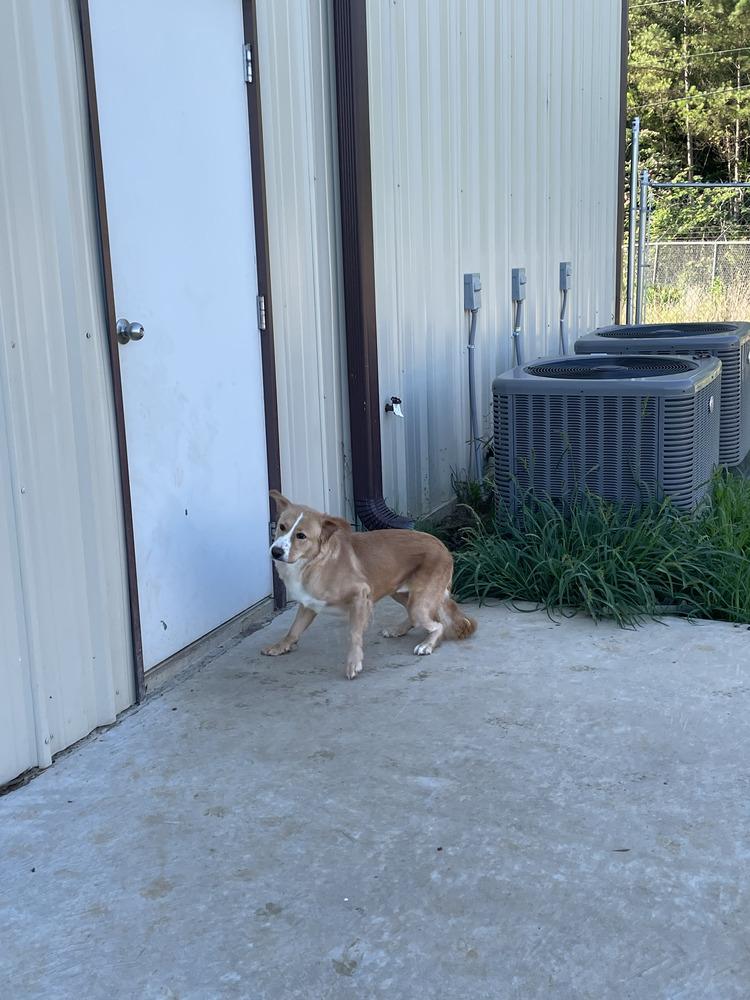Enlarge Blondie, a Adopted mixed breed in Crystal Springs, MS image 6/6
