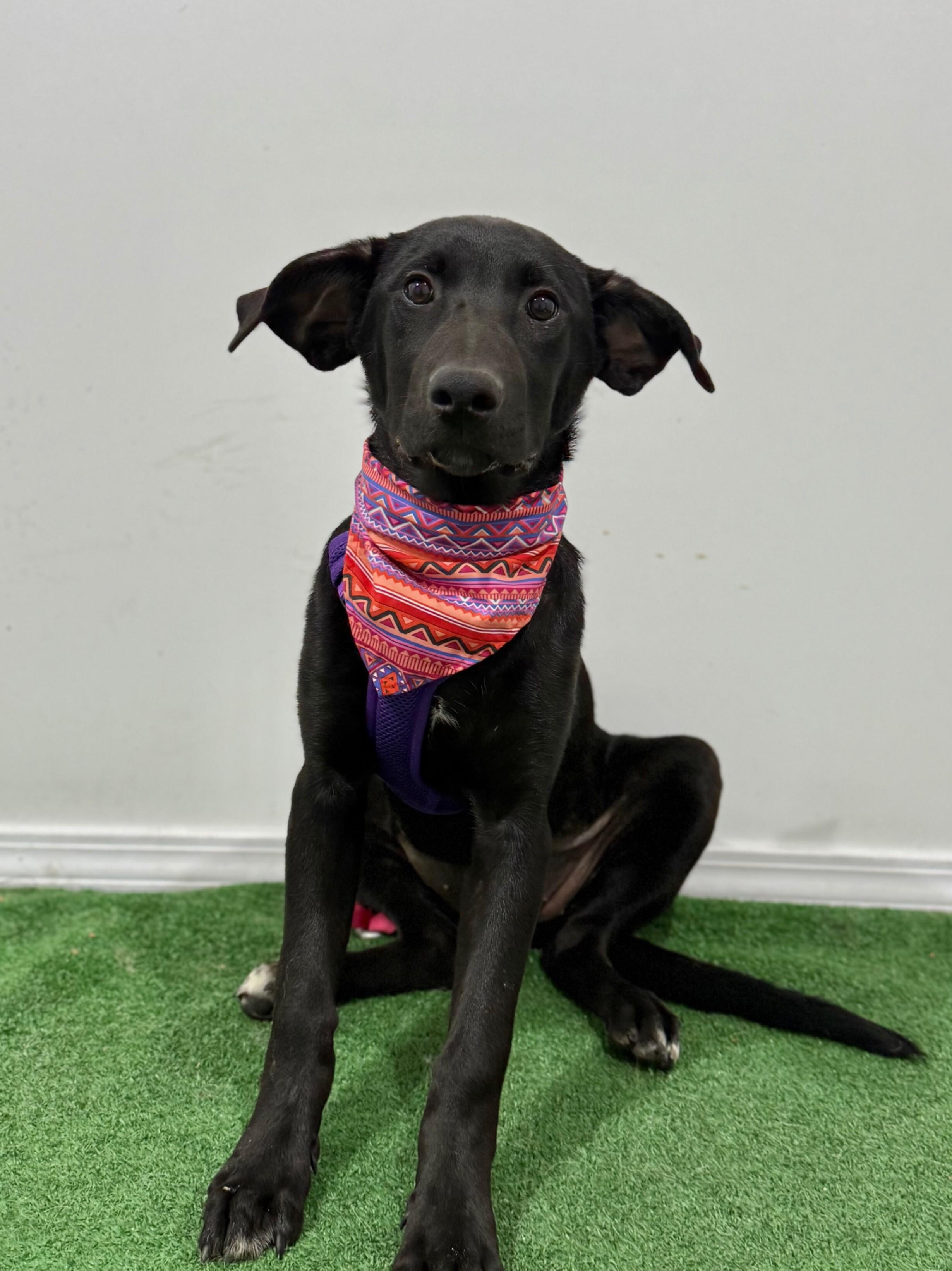 Enlarge Rella, a Adoptable mixed breed in Oakland, CA image 1/1