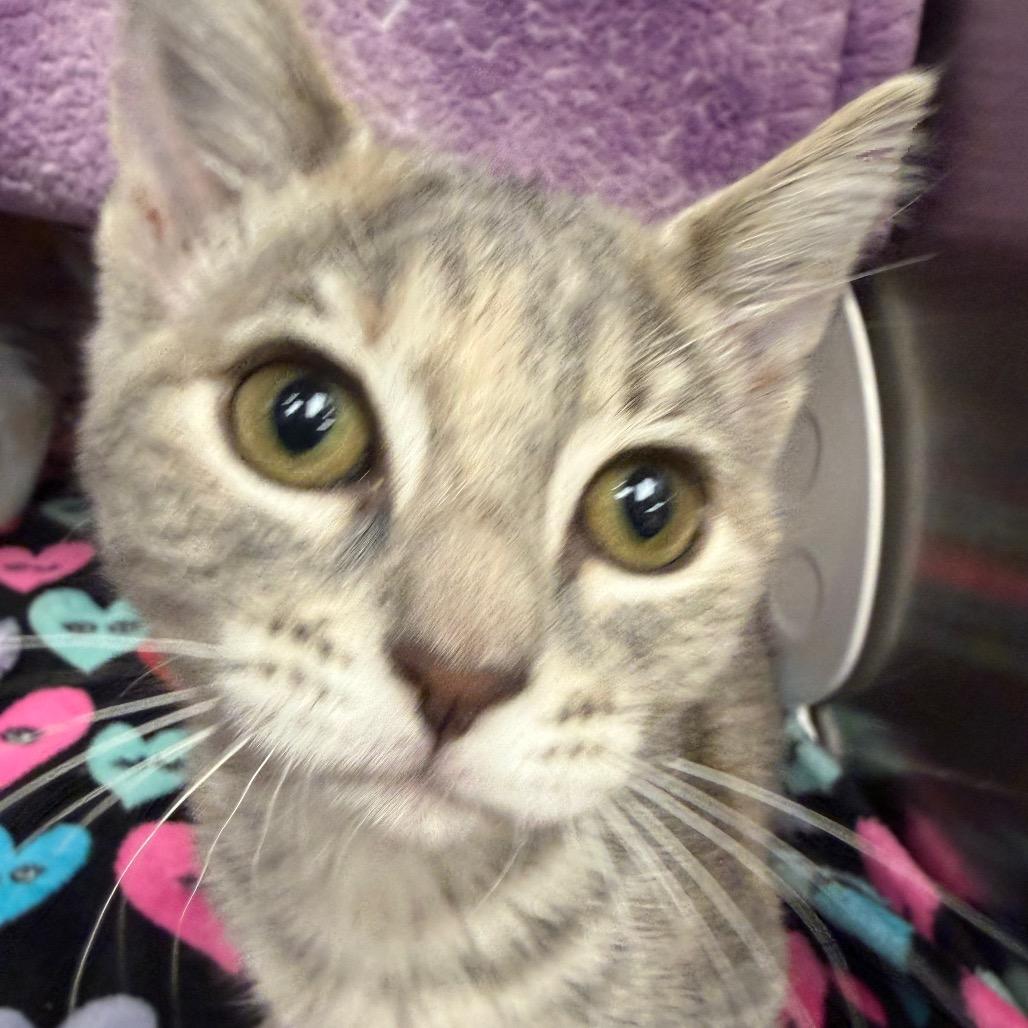 Chickadee, Adoptable, Kitten Female Domestic Short Hair.