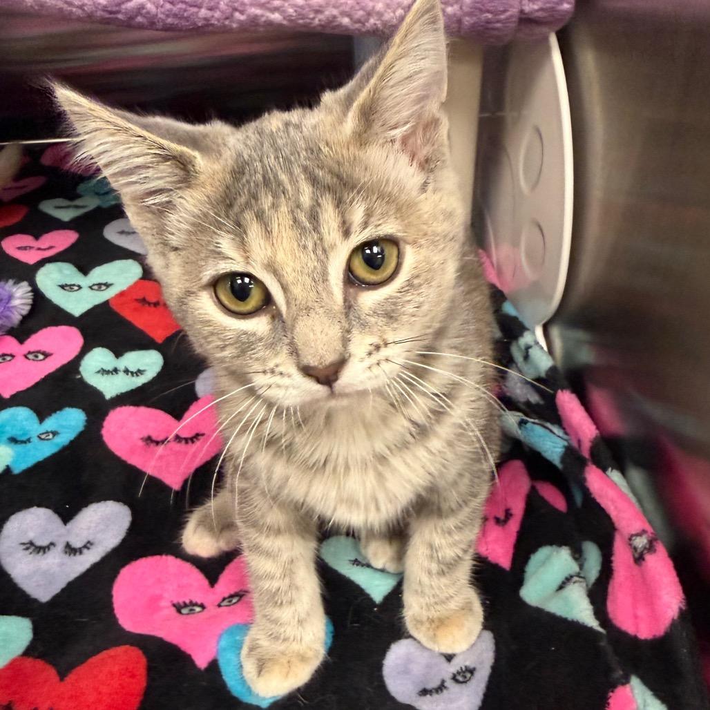 Enlarge Chickadee, a Adoptable Domestic Short Hair in Keizer, OR image 2/2