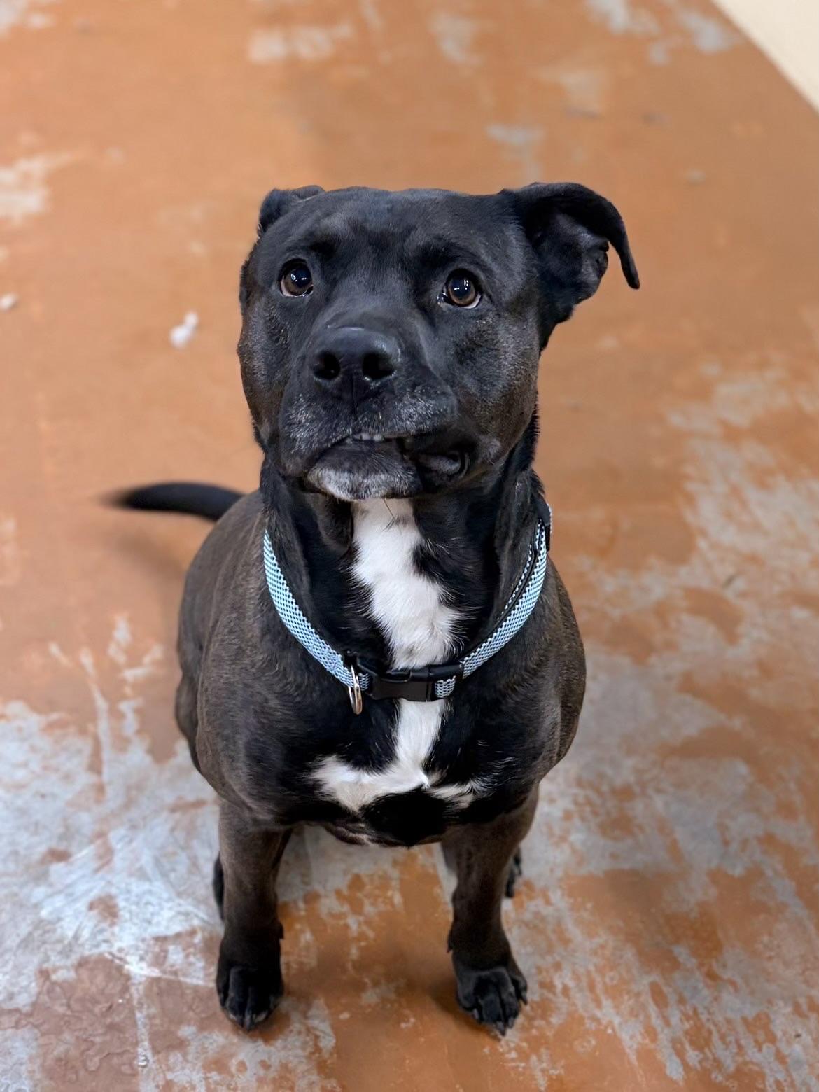 Enlarge Rocket , a ADOPTABLE mixed breed in Towanda, PA image 1/3