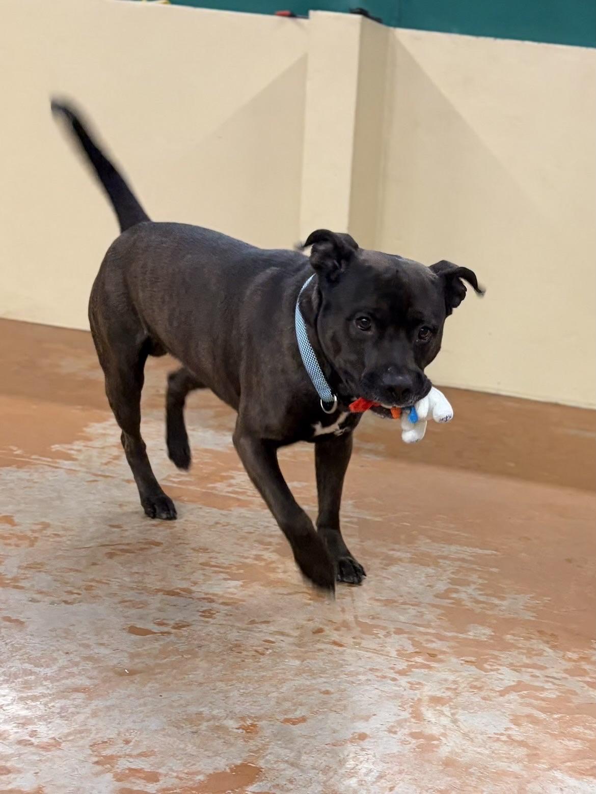 Enlarge Rocket , a ADOPTABLE mixed breed in Towanda, PA image 2/3