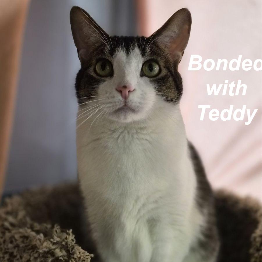 Marble, Adoptable, Adult Female American Shorthair.