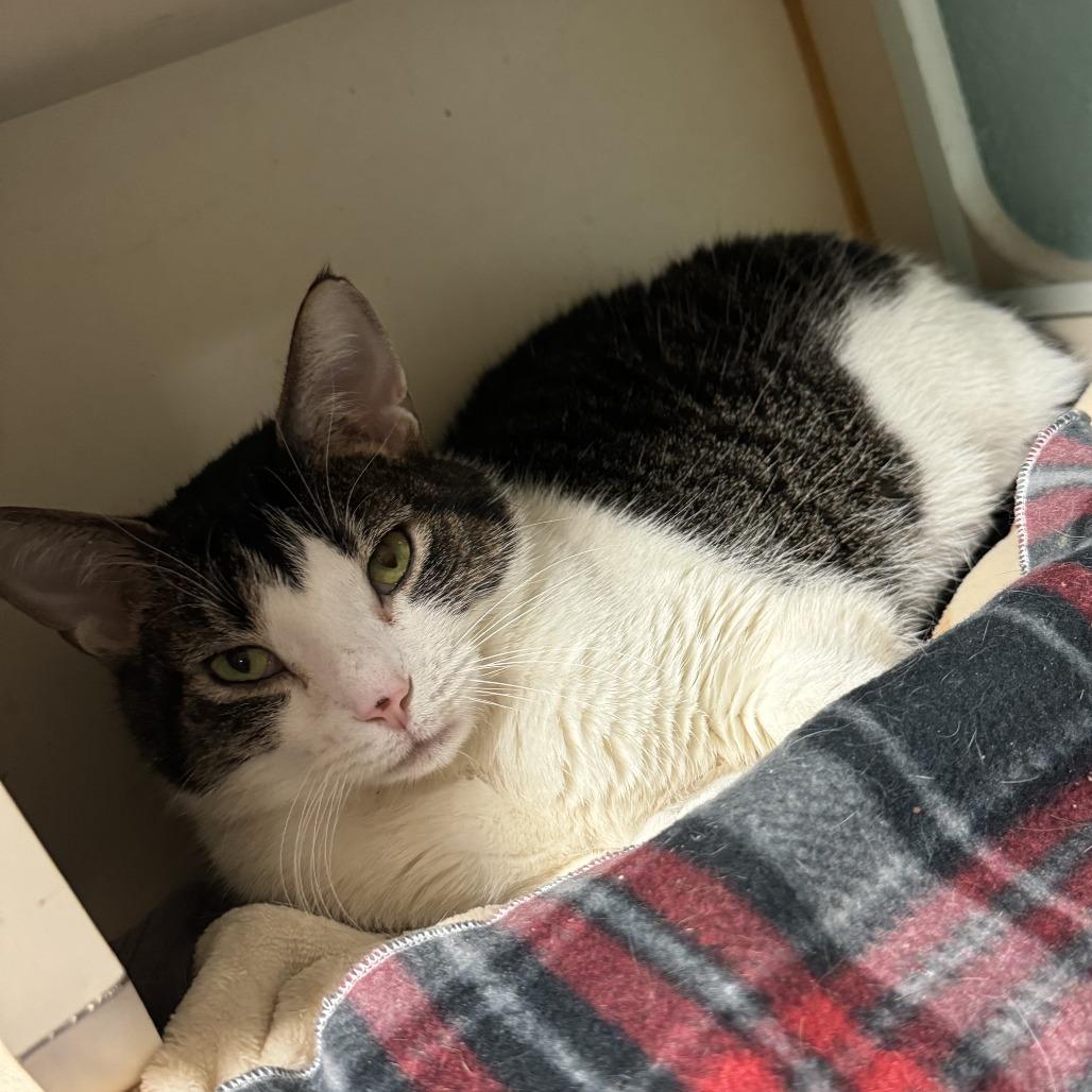 Enlarge Marble, a Adoptable American Shorthair in South Elgin, IL image 5/6