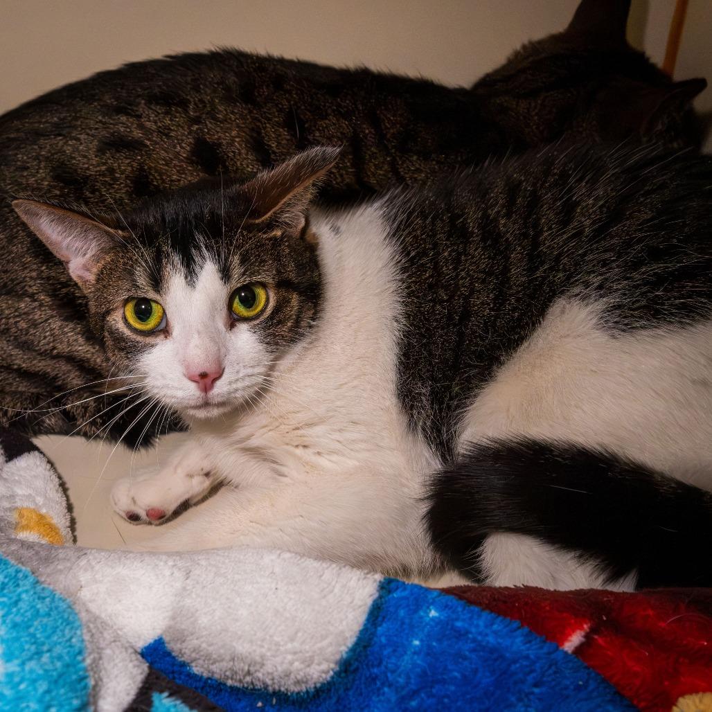 Enlarge Marble, a Adoptable American Shorthair in South Elgin, IL image 6/6