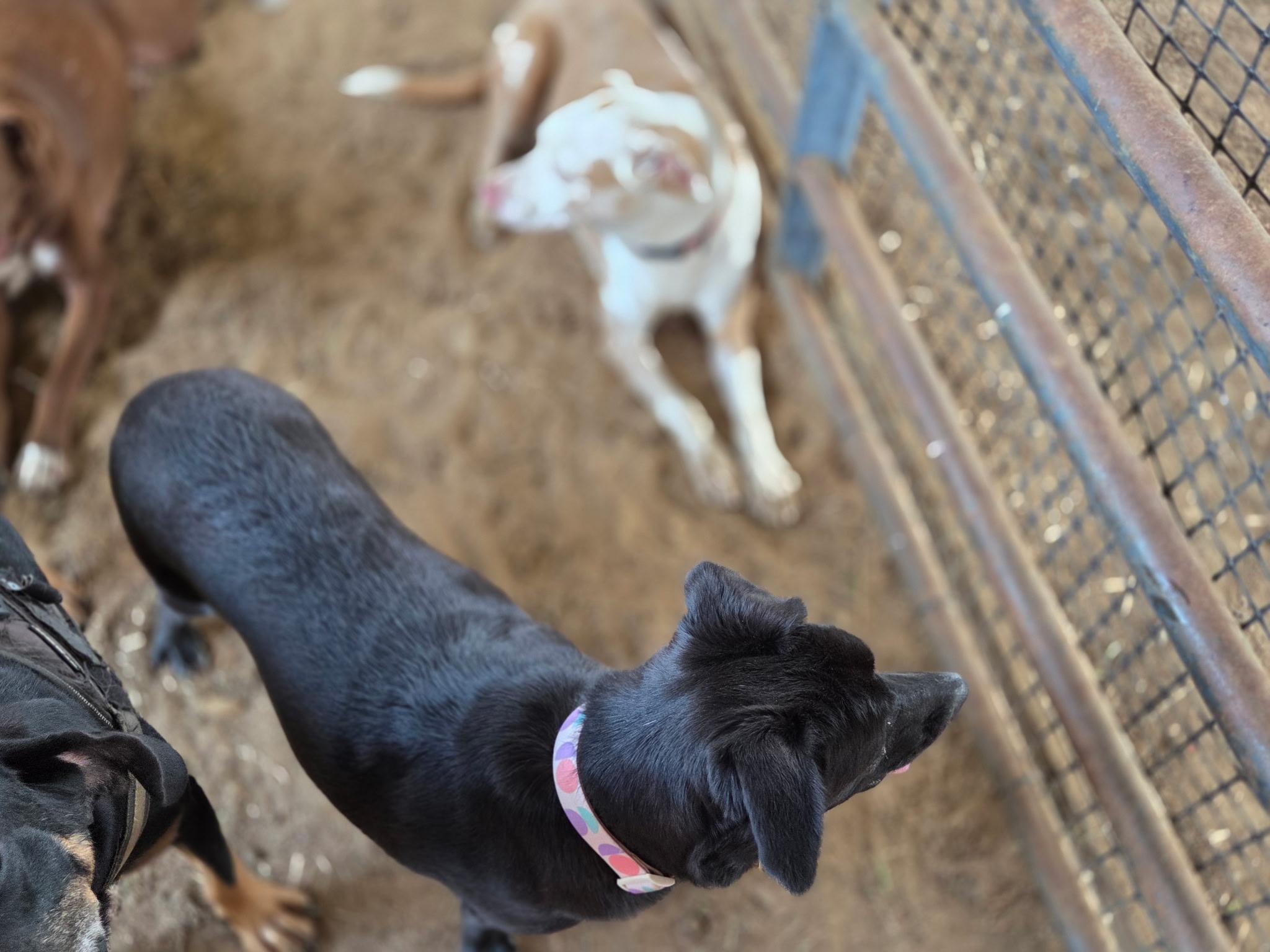 Gemma, Adoptable, Puppy Female Black Labrador Retriever.