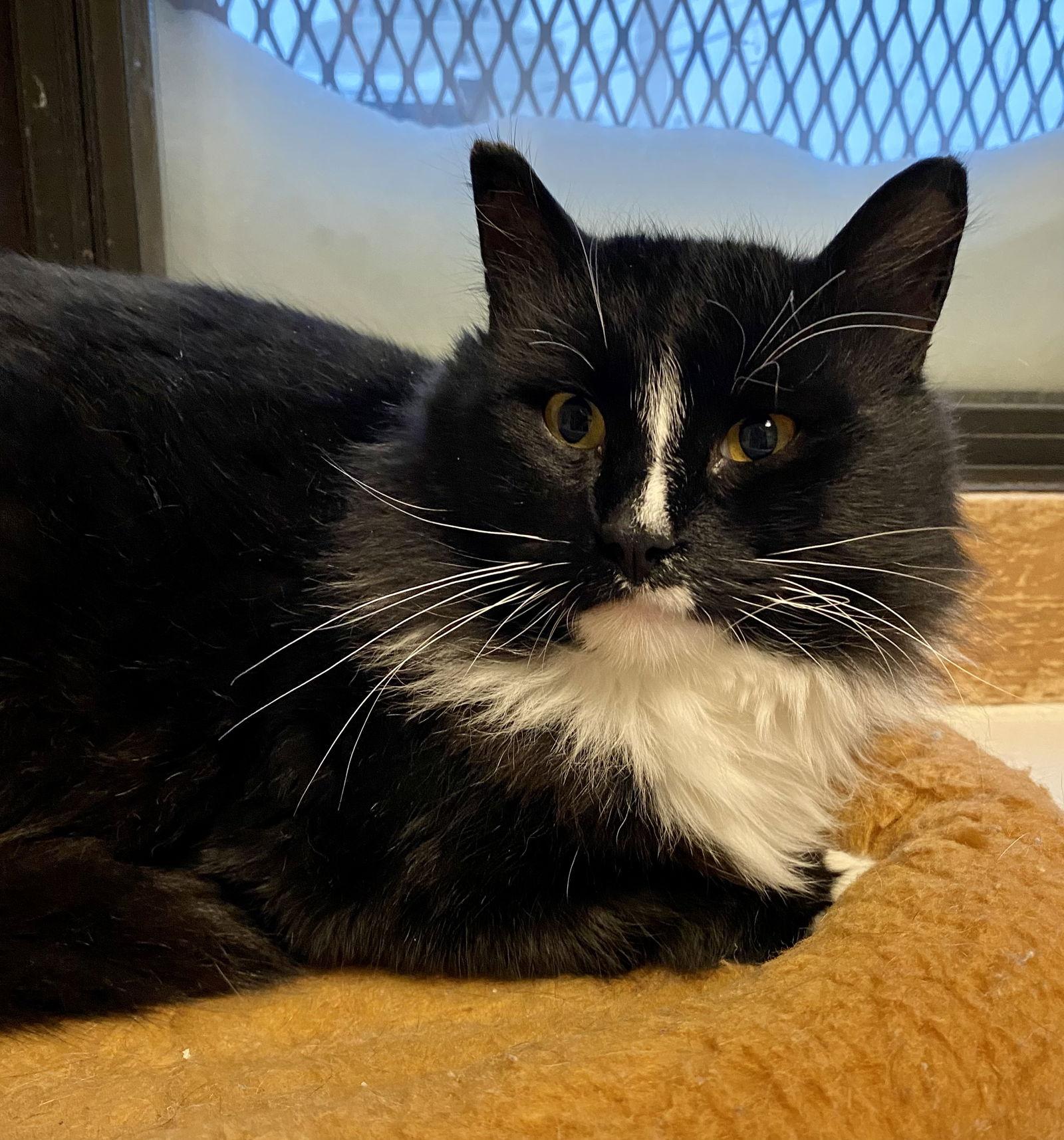 Ben, Adoptable, Adult Male Domestic Medium Hair & Tuxedo.