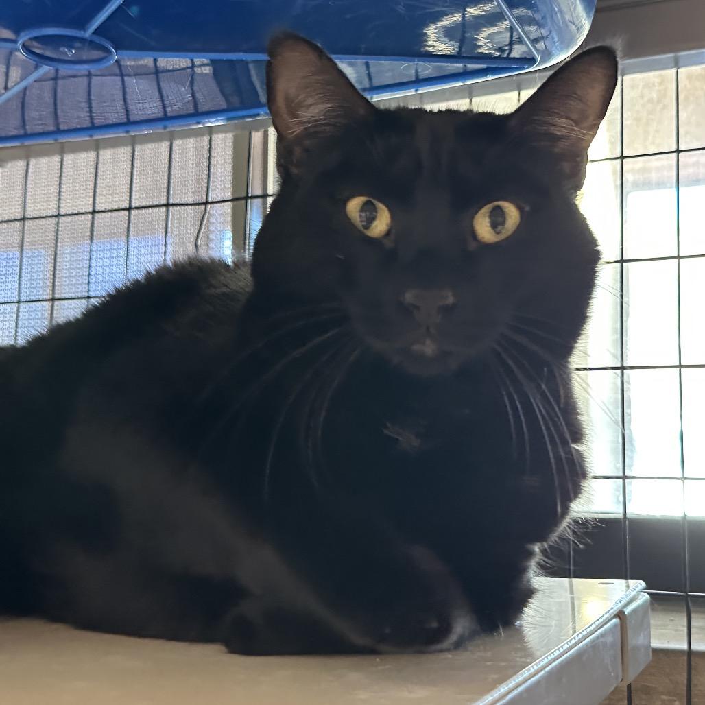 Enlarge Shadow, a Adoptable mixed breed in Durango, CO image 1/2