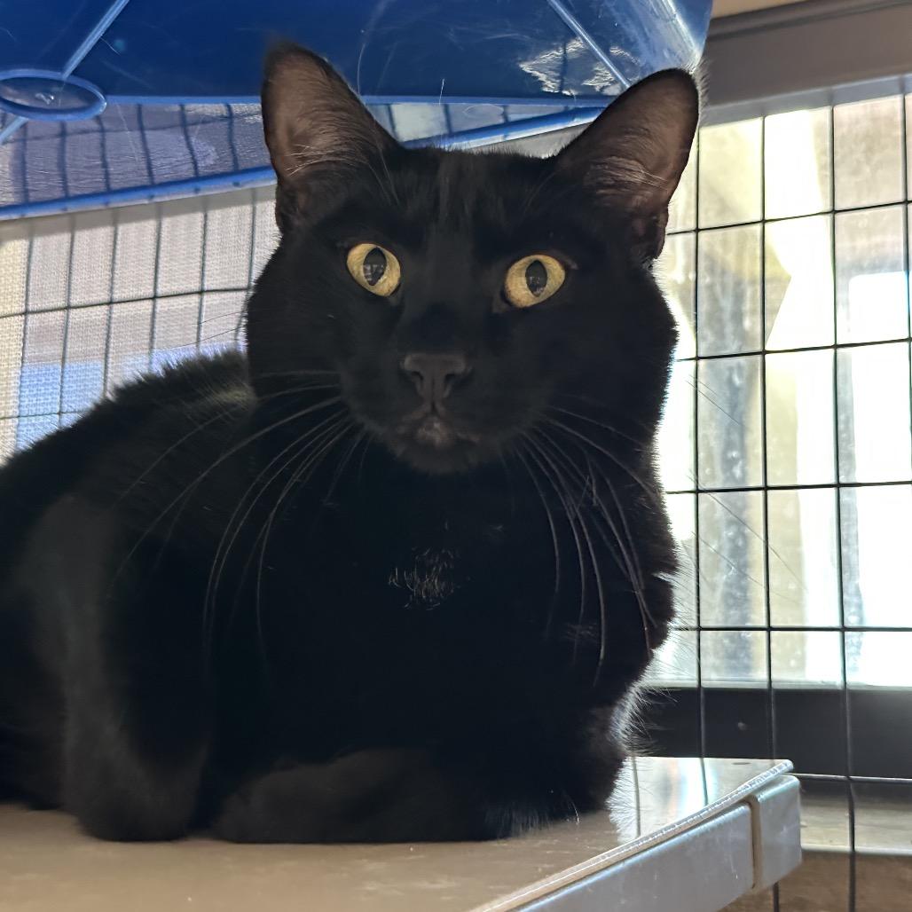 Enlarge Shadow, a Adoptable mixed breed in Durango, CO image 2/2