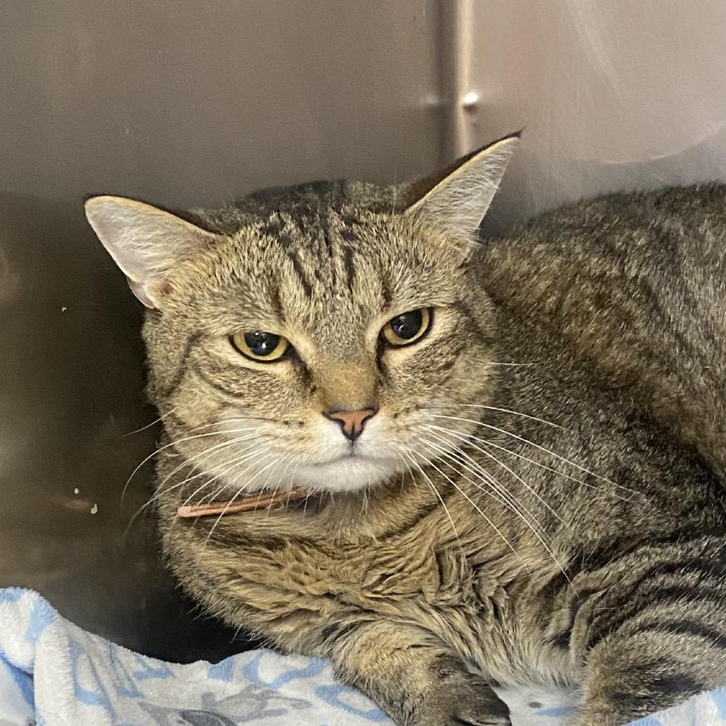 Enlarge Kira, a Adoptable Domestic Short Hair in Columbus, GA image 1/1