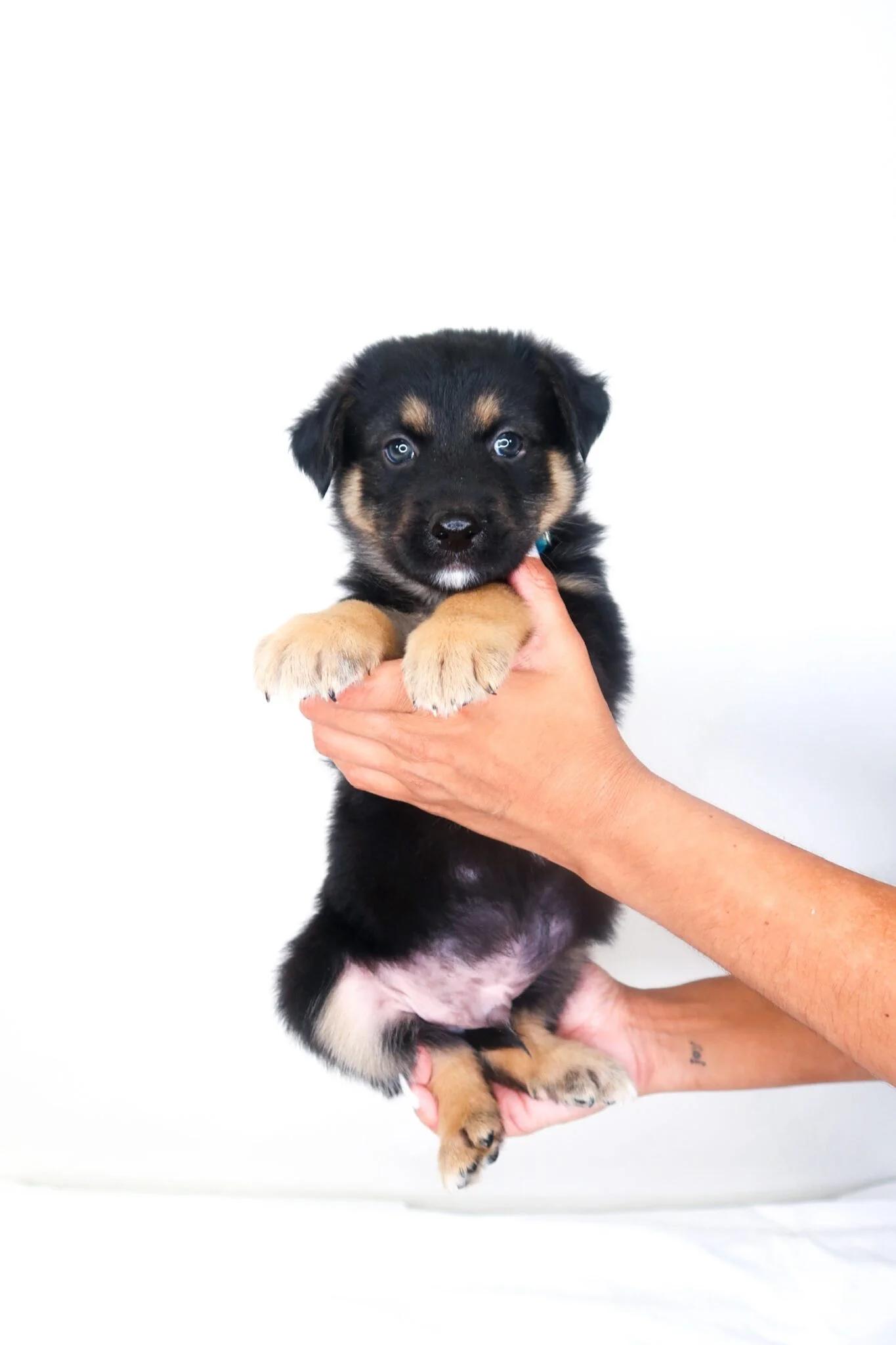 Enlarge Kerchak, an adopted mixed breed in Bixby, OK image 3/4