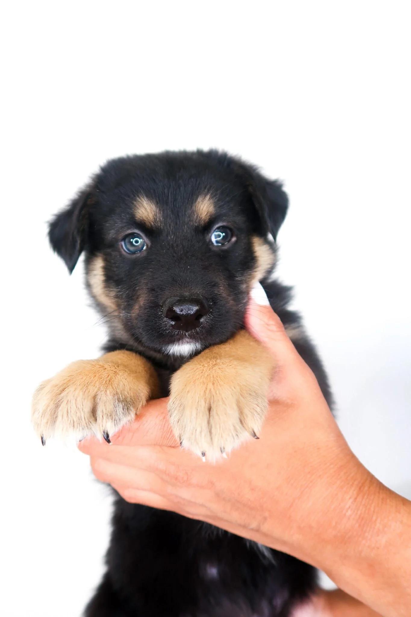 Enlarge Kerchak, an adopted mixed breed in Bixby, OK image 4/4