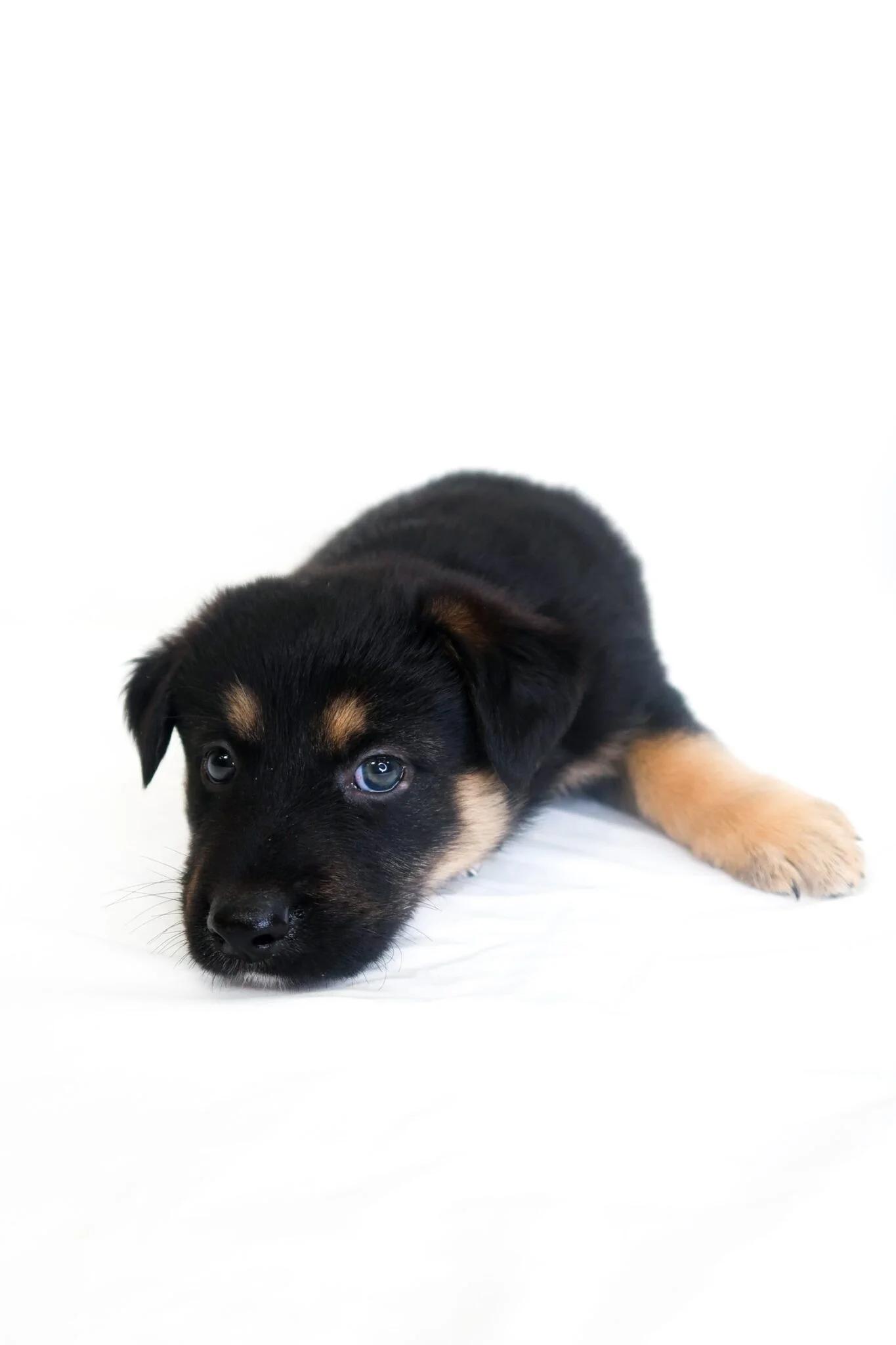 Enlarge Kerchak, an adopted mixed breed in Bixby, OK image 2/4