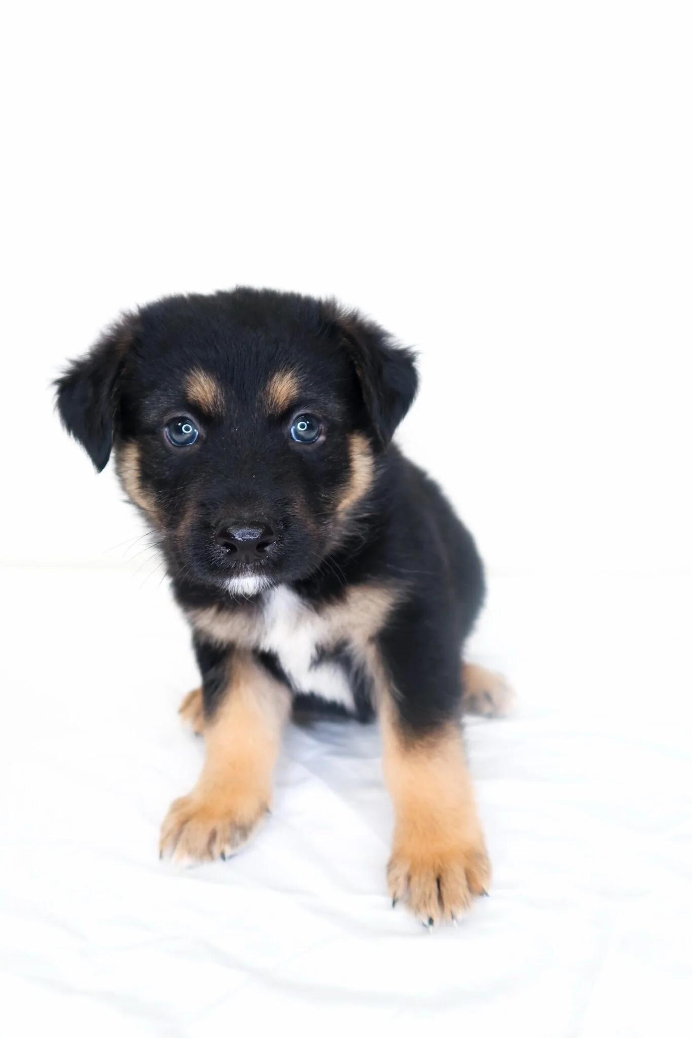 Enlarge Kerchak, an adopted mixed breed in Bixby, OK image 1/4