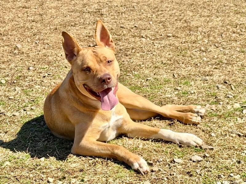 Creed, Adoptable, Young Male Pit Bull Terrier & American Staffordshire Terrier.