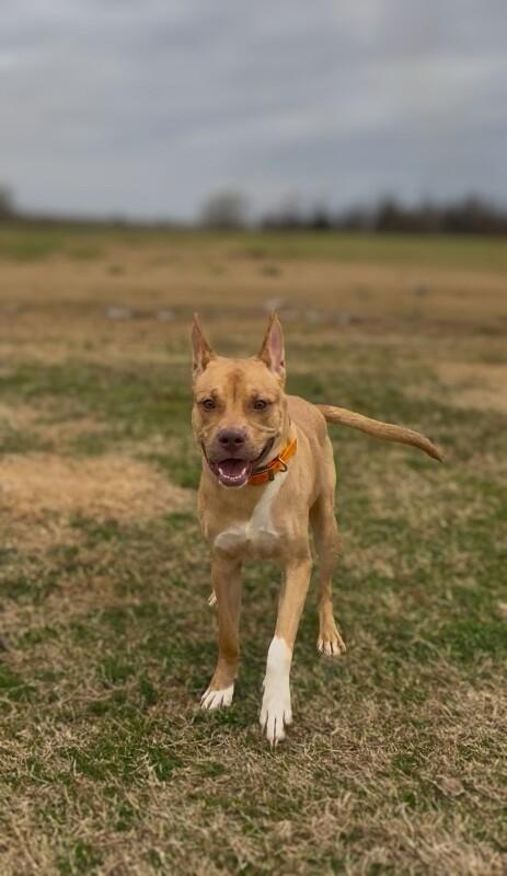 Creed, Adoptable, Young Male Pit Bull Terrier & American Staffordshire Terrier.
