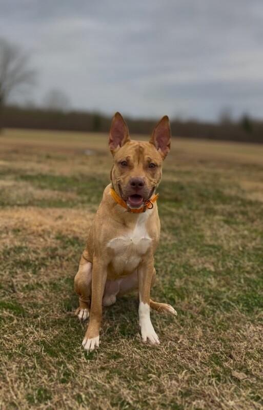 Creed, a Adoptable mixed breed in Maryville, TN image 2/3