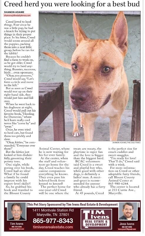 Enlarge Creed, a Adoptable mixed breed in Maryville, TN image 5/5