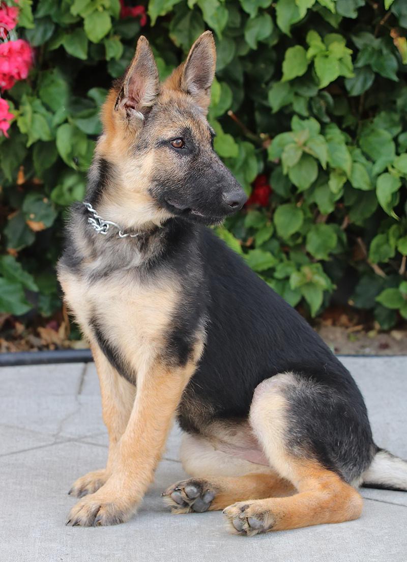 *Cali von Calau photo 4