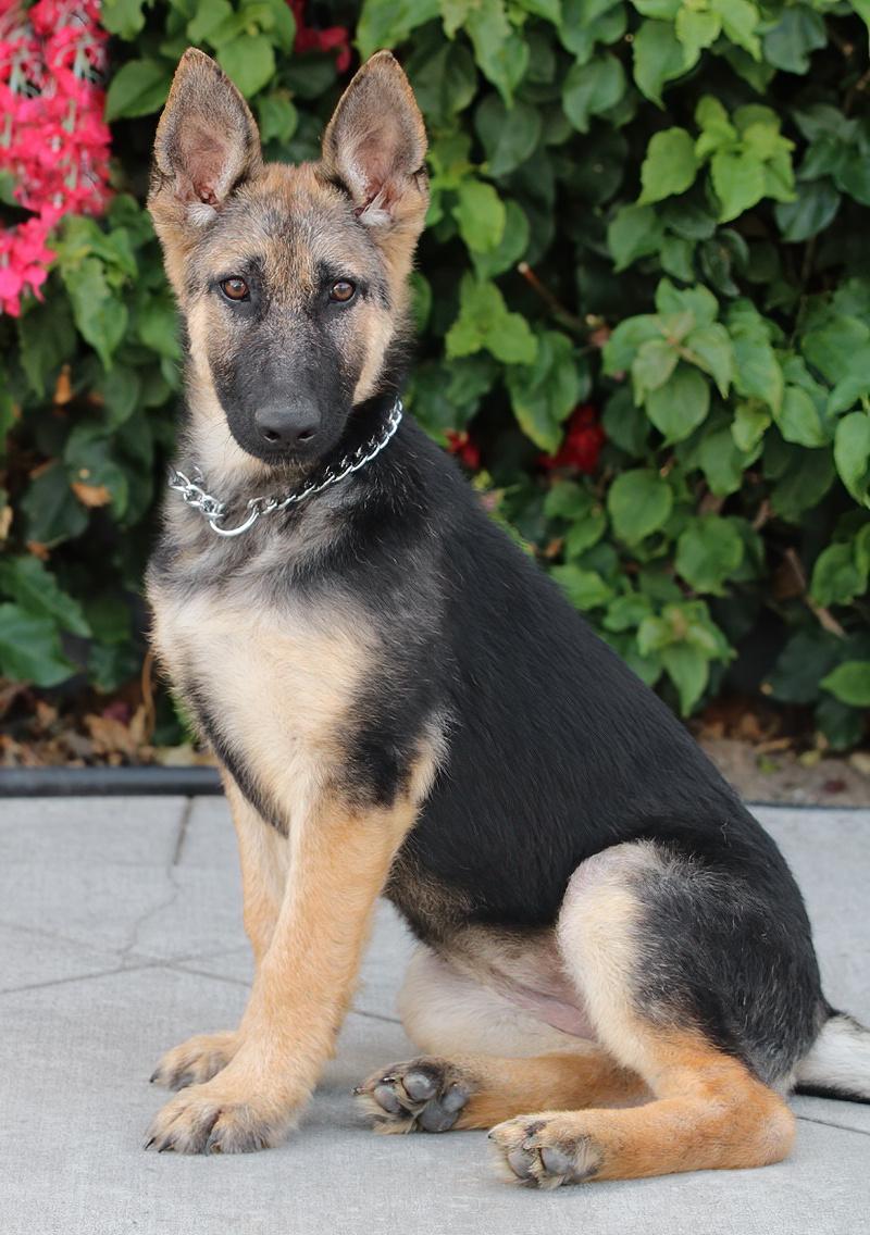 *Cali von Calau photo 5