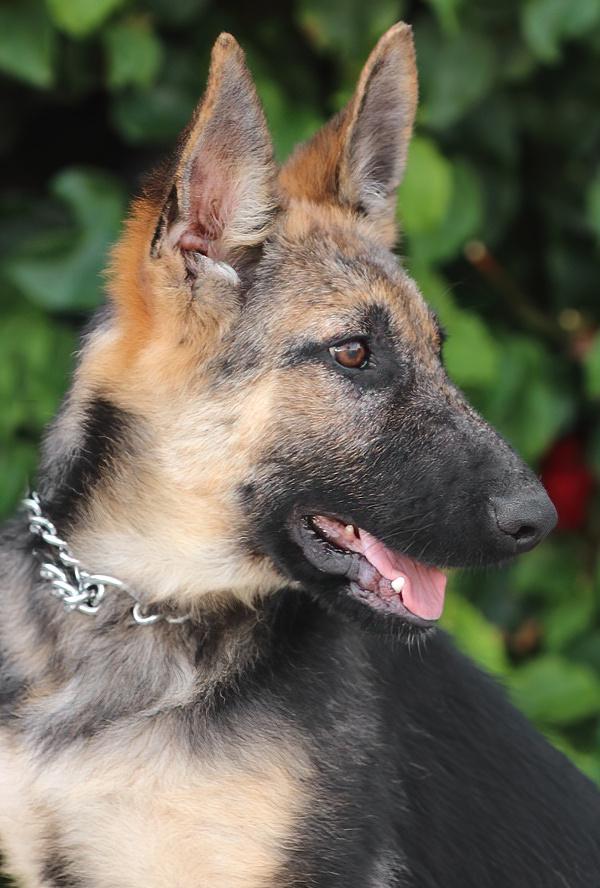 *Cali von Calau photo 3