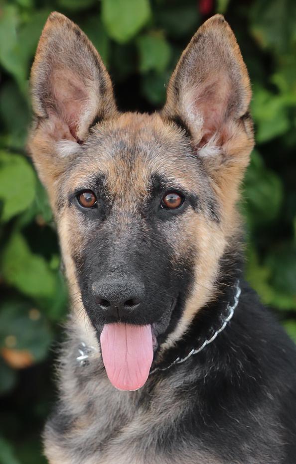 *Cali von Calau German Shepherd Dog Dog